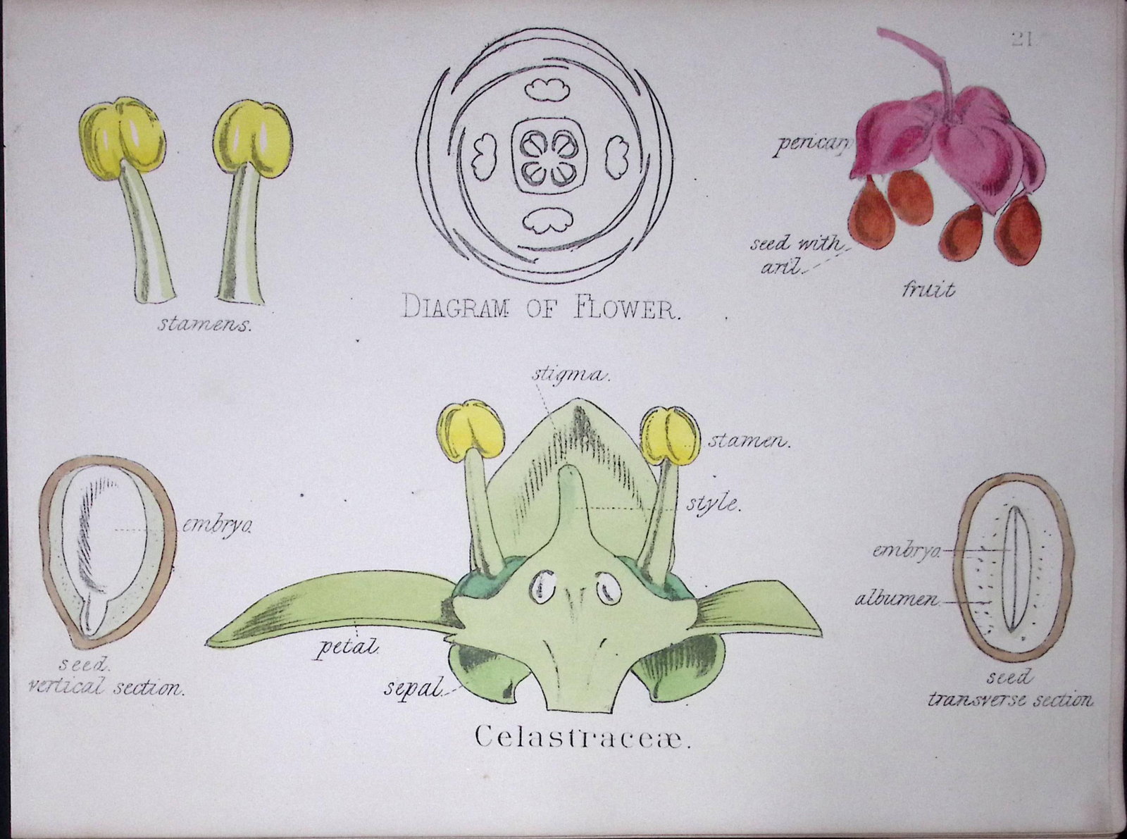 Staff-Vine Botanical Flower Diagram Rare Antique First Edition Illustration-21: Title: Staff-Vine Botanical Flower Diagram Rare Antique First Edition Illustration-21 Description: 150 Years-Old First Edition Hand-Coloured First Edition illustration by W. H.