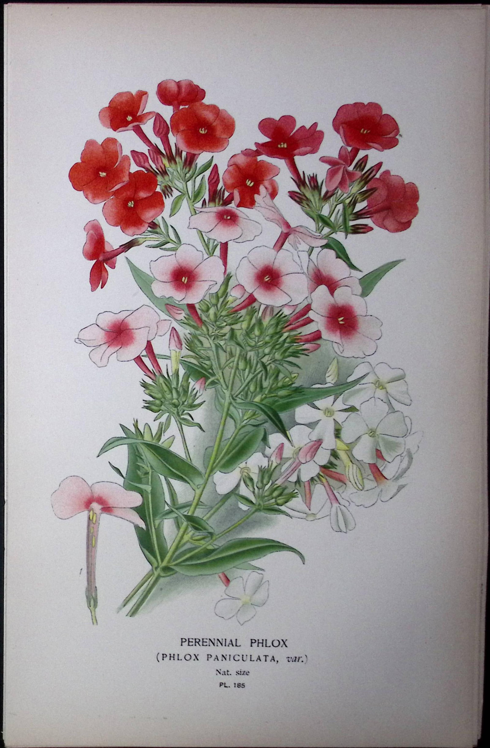 Perennial Phlox Edward Step Rare Antique Botanical Book Plate-185: Title: Perennial Phlox Edward Step Rare Antique Botanical Book Plate-185 Description: This Rare Beautiful Chromolithograph Was Removed from a Circa 1897 Antique Edition of. </
