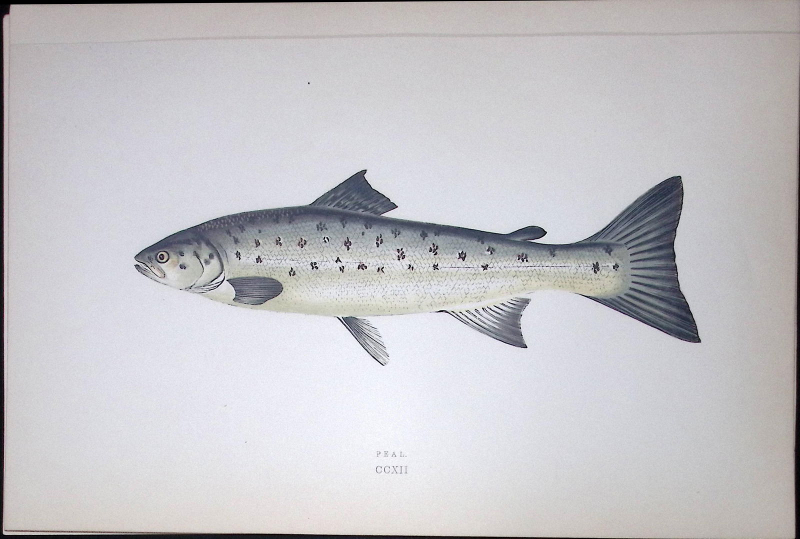 Peal Fish Scarce Antique 1877 J. Couch Woodblock Engraving-38a: Title: Peal Fish Scarce Antique 1877 J. Couch Woodblock Engraving-38a Description: This Antique Original Coloured Woodblock Engraving Was Removed from An Edition of.