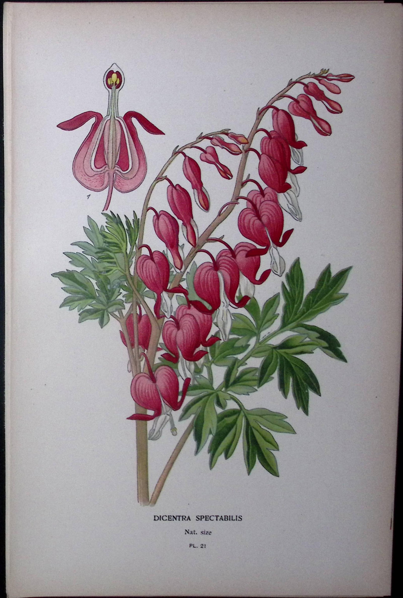 Asian Bleeding-Heart Edward Step Rare Antique Botanical Book Plate-21: Title: Asian Bleeding-Heart Edward Step Rare Antique Botanical Book Plate-21 Description: This Rare Beautiful Chromolithograph Was Removed from a Circa 1897 Antique Edition of.
