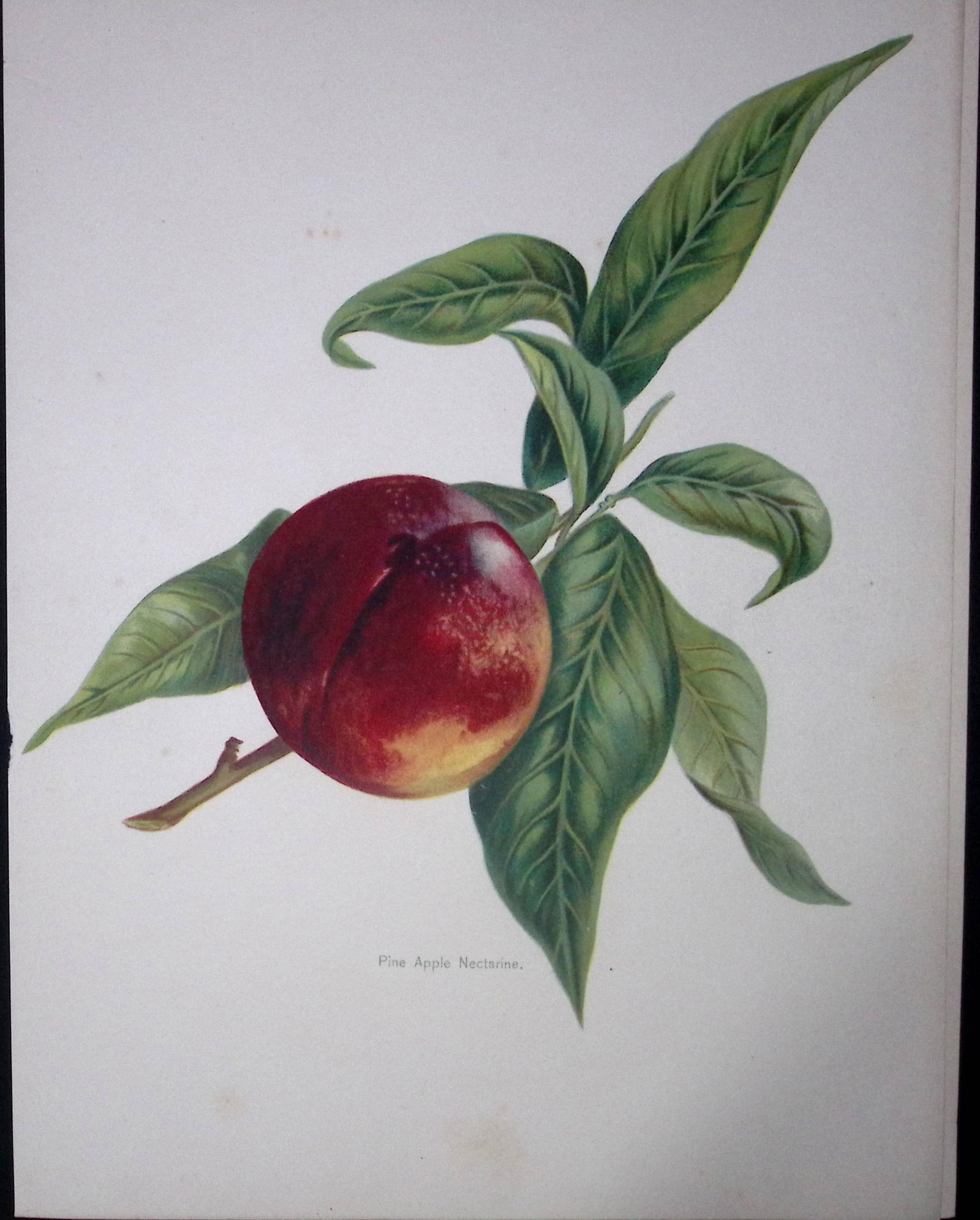 Nectarine Pine Apple Antique Mary Rivers Fruit Illustration-21.: Title: Nectarine Pine Apple Antique Mary Rivers Fruit Illustration-21. Description: This Chromolithographed Print Measure Approximately 10 X 8 (Inches) 274. x 213.36 (mm)