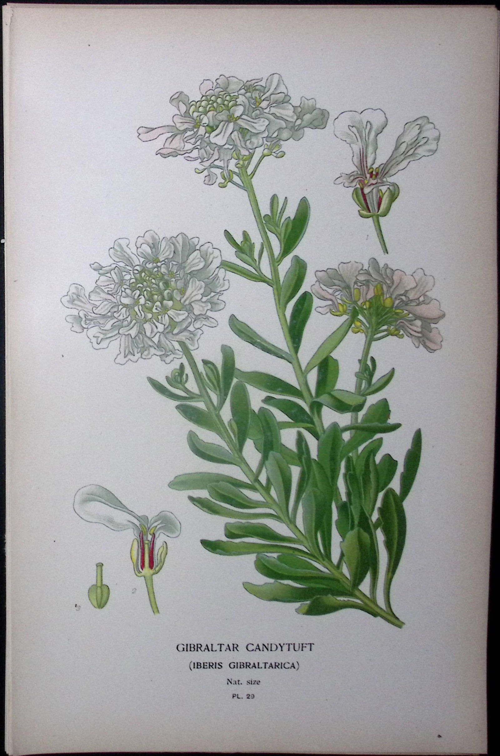 Gibraltar Candytuft Edward Step Rare Antique Botanical Book Plate-29: Title: Gibraltar Candytuft Edward Step Rare Antique Botanical Book Plate-29 Description: This Rare Beautiful Chromolithograph Was Removed from a Circa 1897 Antique Edition of.