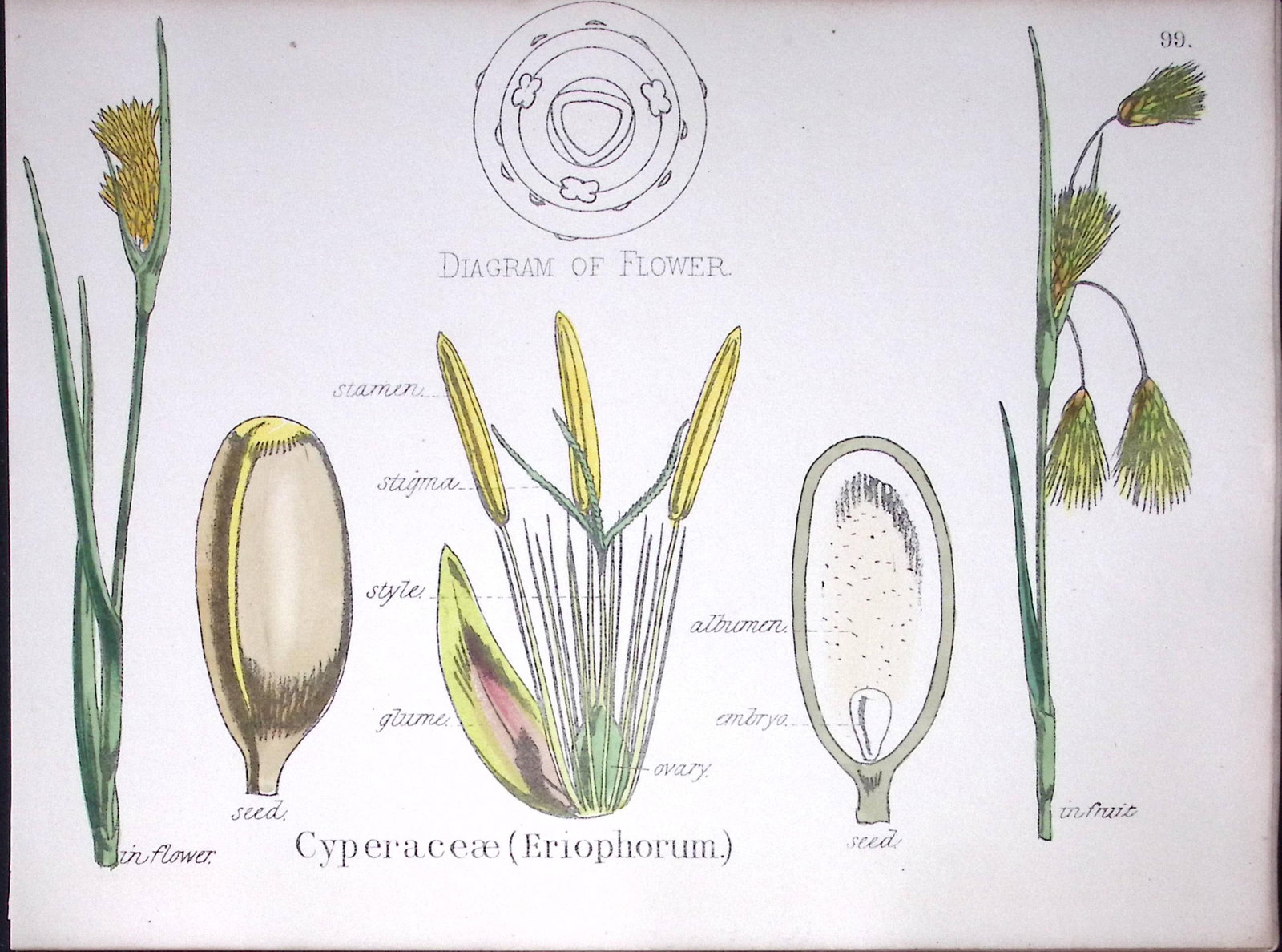 Cyperaceae Botanical Flower Diagram Rare Antique First Edition Illustration-99: Title: Cyperaceae Botanical Flower Diagram Rare Antique First Edition Illustration-99 Description: 150 Years-Old First Edition Hand-Coloured First Edition illustration by W. H.