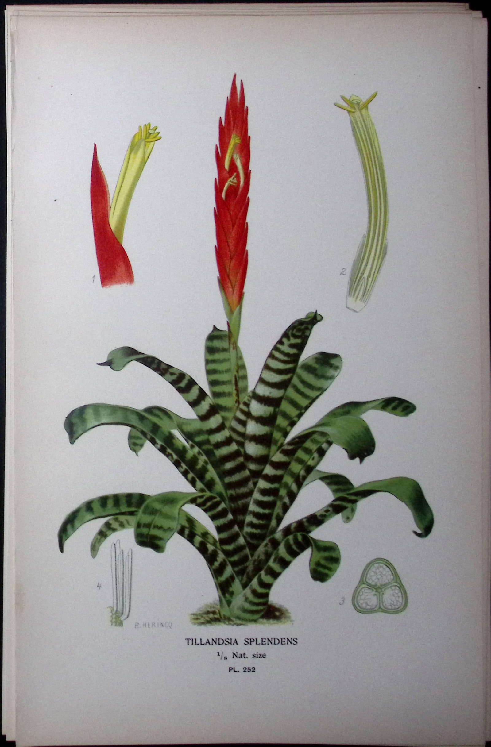 Flaming Sword Edward Step Rare Antique Botanical Book Plate-252 (1 of 1)