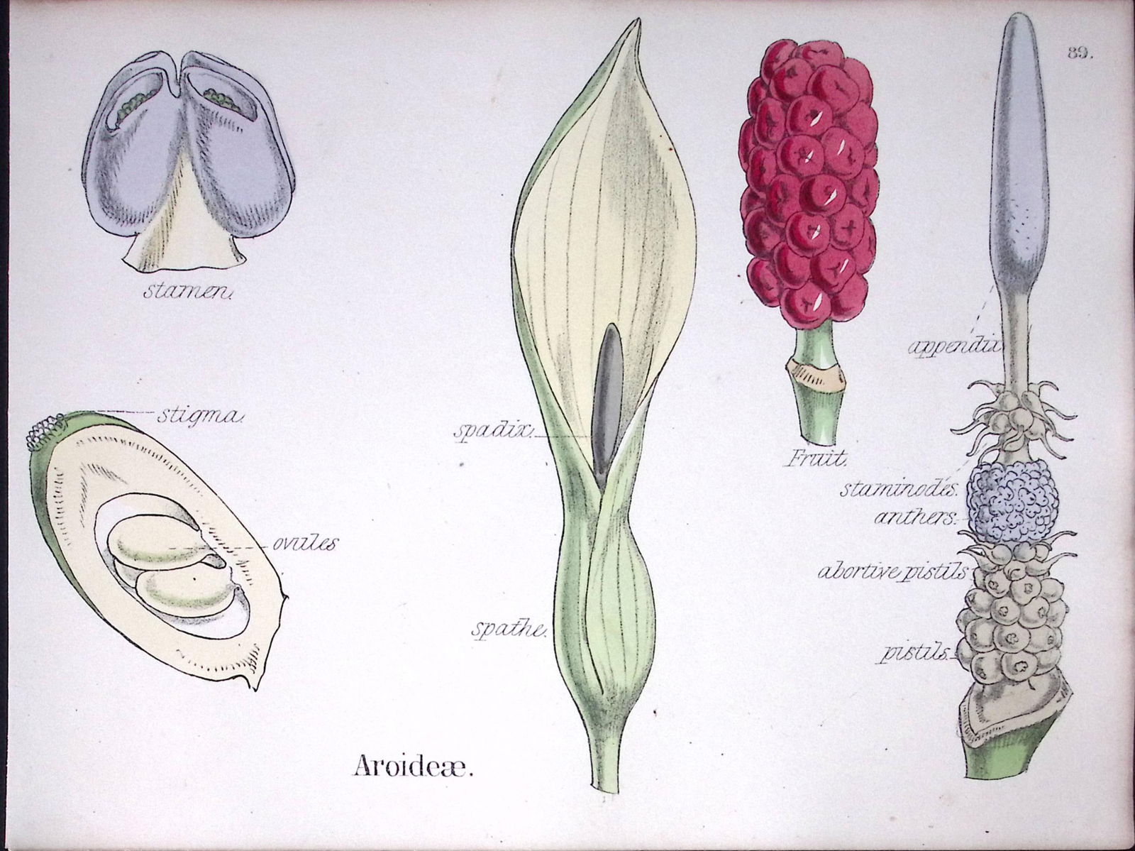 Aroideae Botanical Flower Diagram Rare Antique First Edition Illustration-89 (1 of 1)