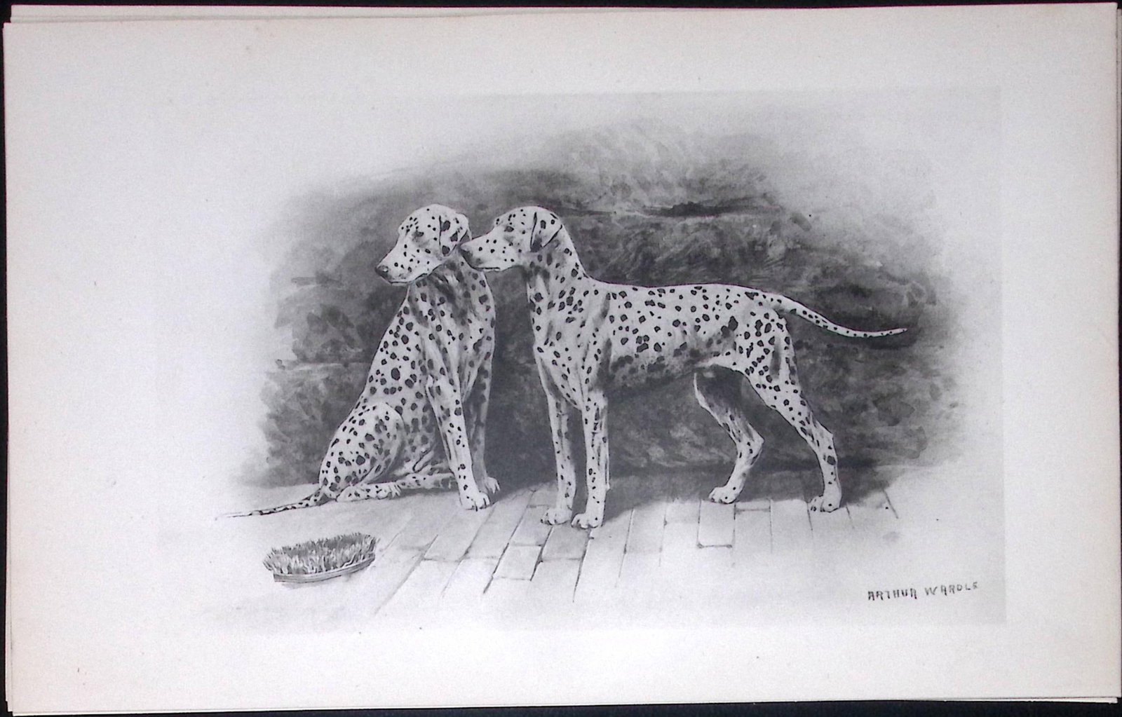 Dalmatians Antique Book Plate Rawdon Lee Modern Dogs 1894-11: Title: Dalmatians Antique Book Plate Rawdon Lee Modern Dogs 1894-11 Description: This Antique Book Plate Was Removed from an Edition of Modern Dogs by Rawdon Lee 1893. <