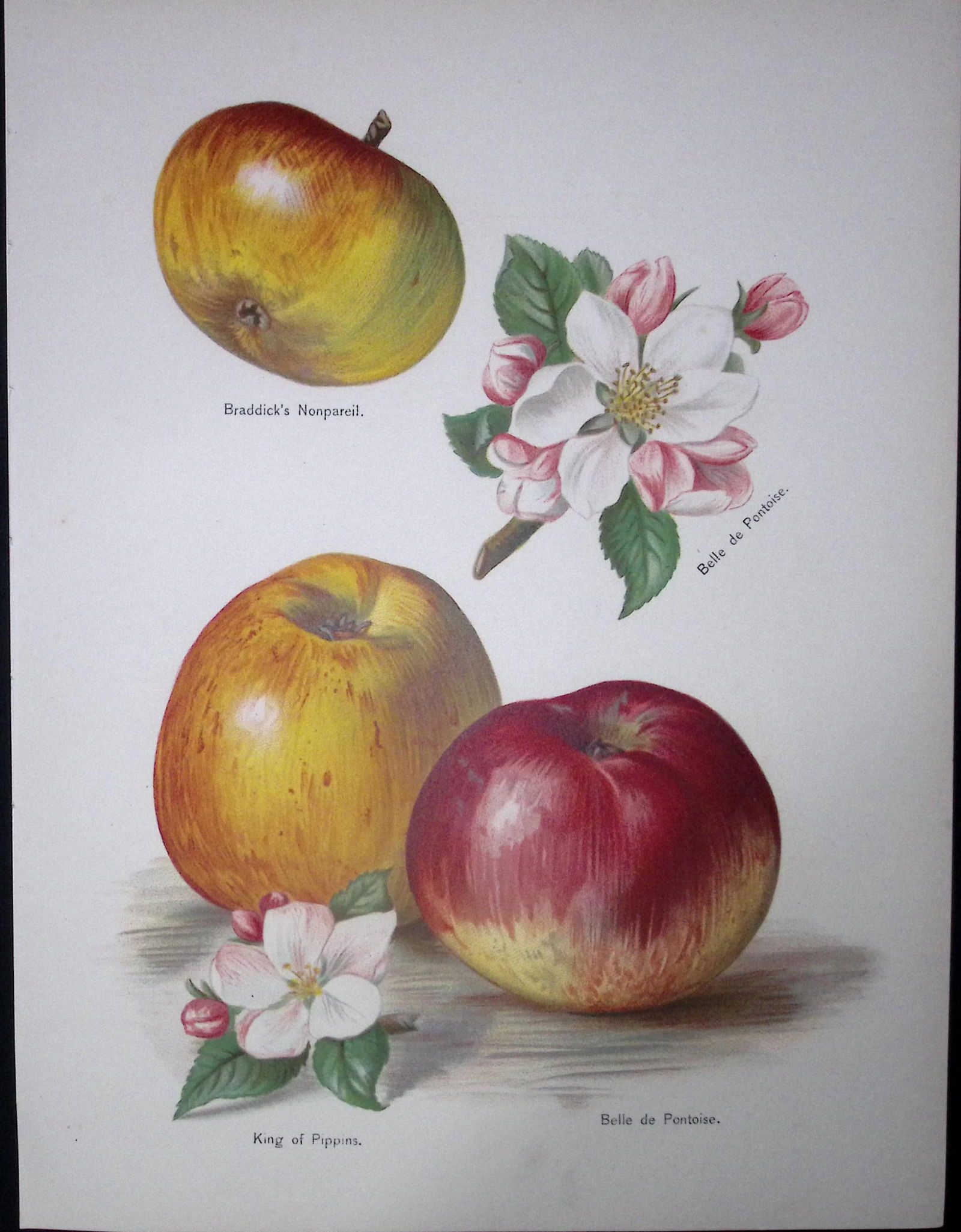 Apples-Royal, Grosse Peche, Large Early Montgamet, Antique May Rivers Illustration-30.: Title: Apples-Royal, Grosse Peche, Large Early Montgamet, Antique May Rivers Illustration-30. Description: This Chromolithographed Print Measure Approximately 10 X 8 (Inc