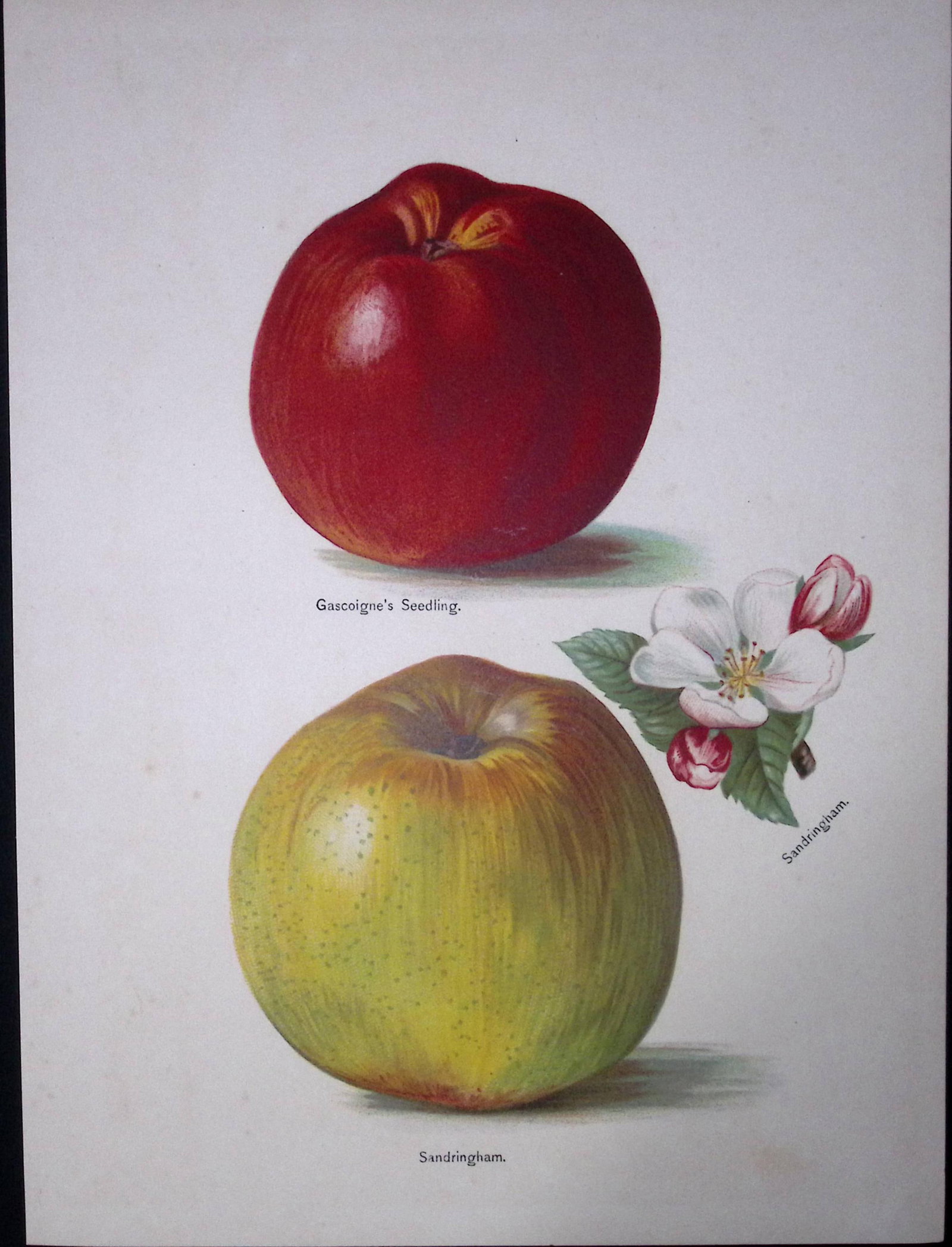 Apples- Gascoigne Seedling, Sandringham, Antique May Rivers Illustration-28.: Title: Apples- Gascoigne Seedling, Sandringham, Antique May Rivers Illustration-28. Description: This Chromolithographed Print Measure Approximately 10 X 8 (Inches) 274.