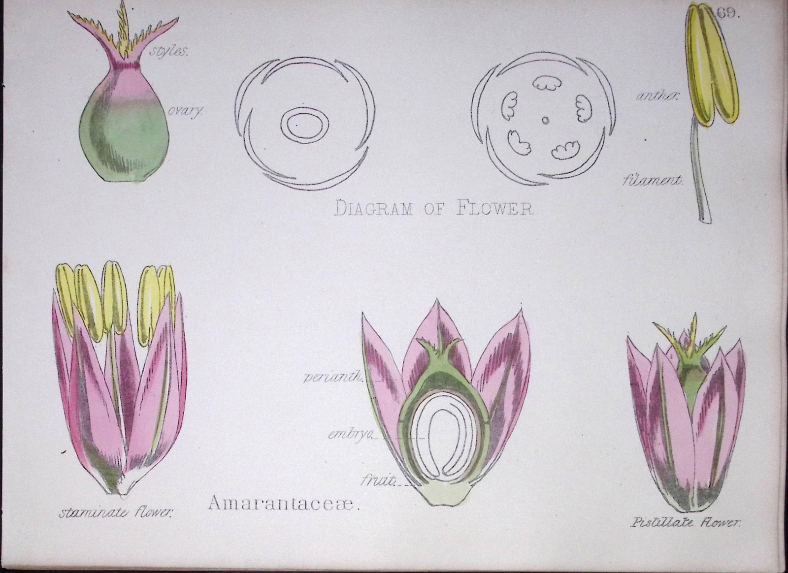 Amaranthaceae Botanical Flower Diagram Rare Antique First Edition Illustration-69: Title: Amaranthaceae Botanical Flower Diagram Rare Antique First Edition Illustration-69 Description: 150 Years-Old First Edition Hand-Coloured First Edition illustration by W.