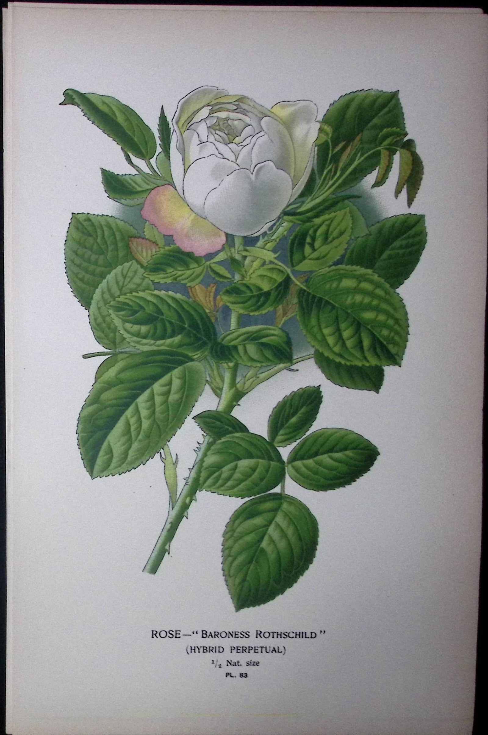 Baroness Rothchild's Rose Edward Step Rare Antique Botanical Book Plate-83: Title: Baroness Rothchild's Rose Edward Step Rare Antique Botanical Book Plate-83 Description: This Rare Beautiful Chromolithograph Was Removed from a Circa 1897 Antique Edition of.<