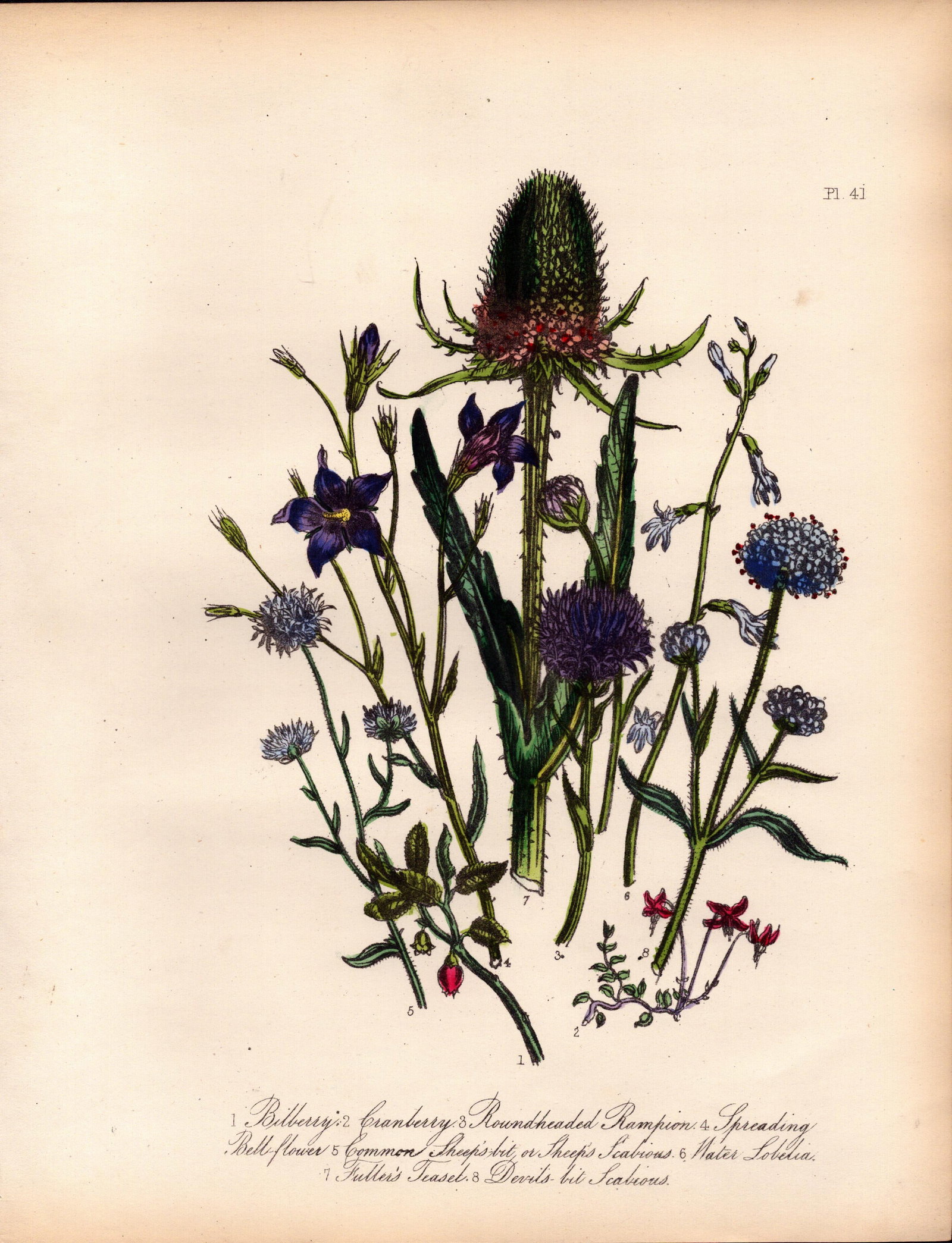 Jane Loudon Rare 165-Yr-Old Antique British Wildflower Hand-Coloured Plate-41: Title: Jane Loudon Rare 165-Yr-Old Antique British Wildflower Hand-Coloured Plate-41 Description: With Original Hand-Colouring from The Famed Series of British Wildflowers. </