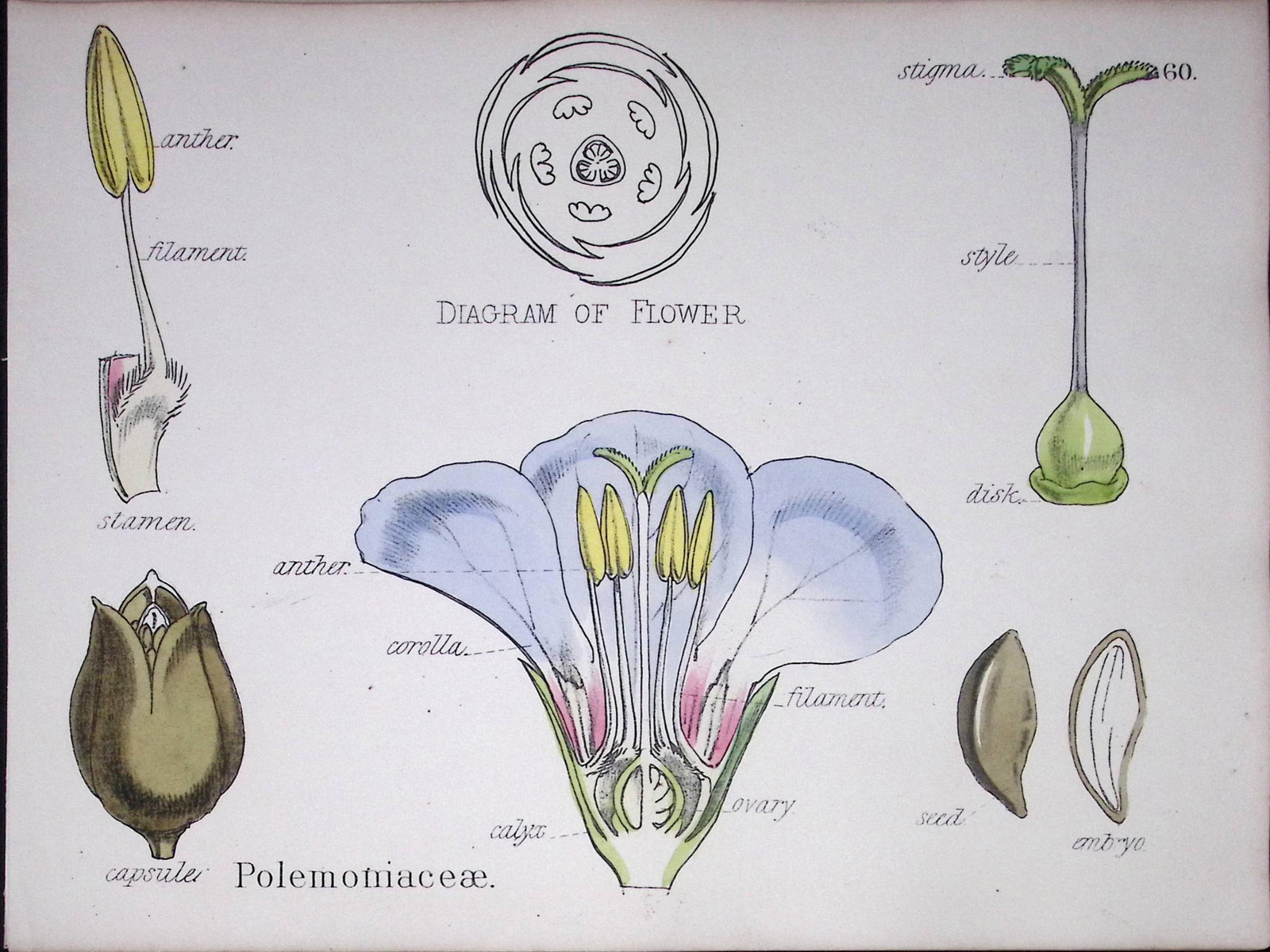 Phlox Family Botanical Flower Diagram Rare Antique First Edition Illustration-60: Title: Phlox Family Botanical Flower Diagram Rare Antique First Edition Illustration-60 Description: 150 Years-Old First Edition Hand-Coloured First Edition illustration by W.
