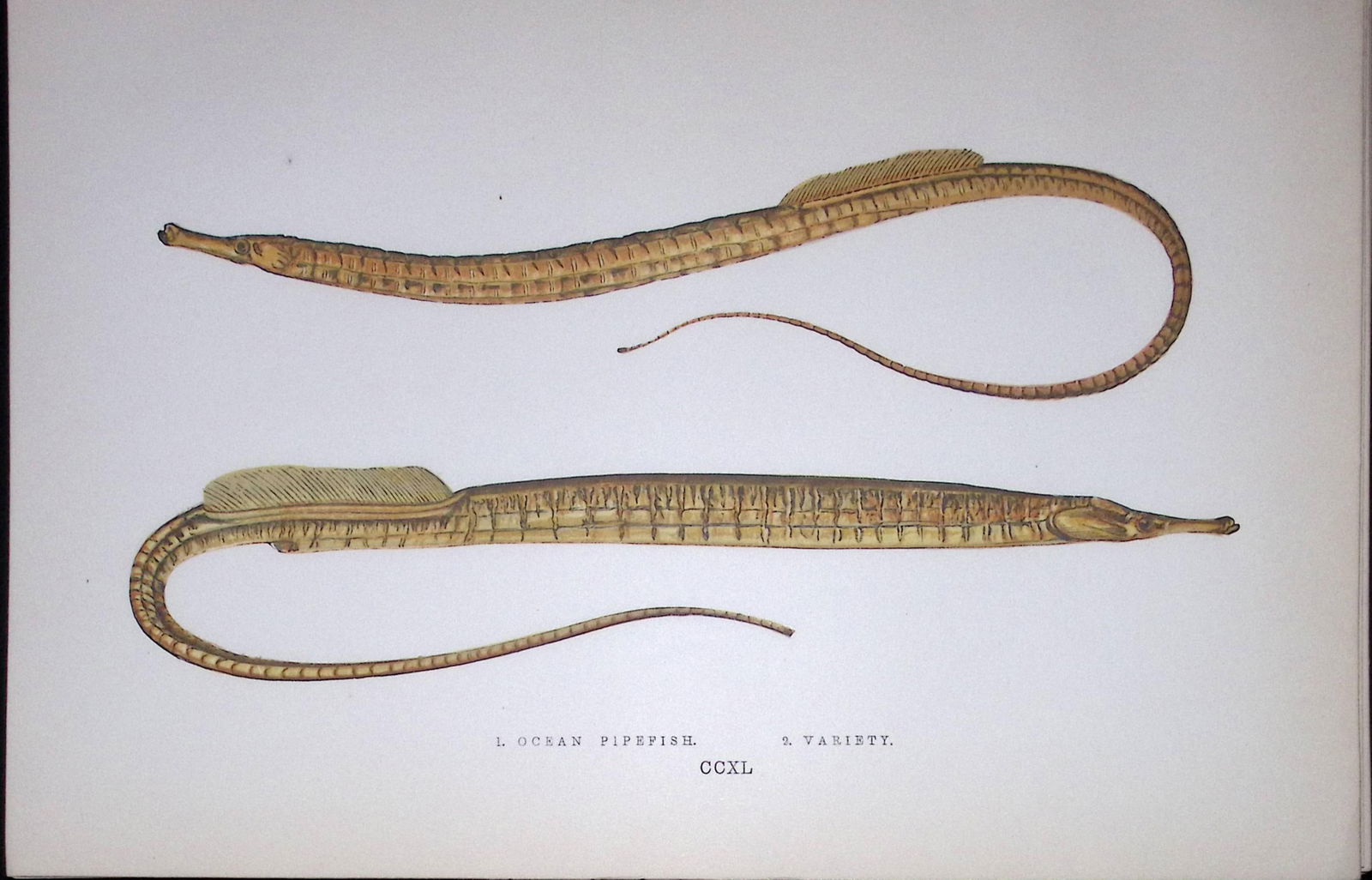 Ocean & Variety Pipefish Fish Scarce Antique 1877 J. Couch Woodblock Engraving-150: Title: Ocean & Variety Pipefish Fish Scarce Antique 1877 J. Couch Woodblock Engraving-150 Description: This Antique Original Coloured Woodblock Engraving Was Removed from An Edit