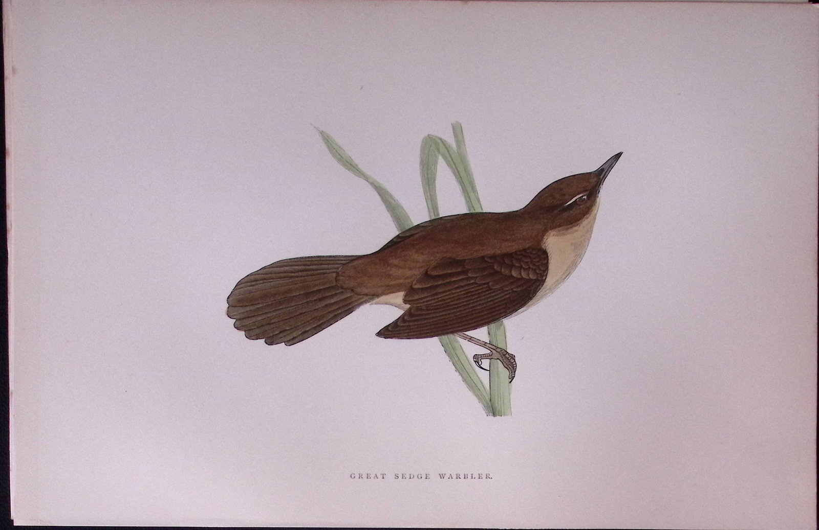 Great Sedge Warbler Rev Morris Antique History of British Birds 130 Years-Old Engraving-115: Title: Great Sedge Warbler Rev Morris Antique History of British Birds 130 Years-Old Engraving-115 Description: This Chromolithographic Engraved Plate Has Been Removed from an Antique Edition