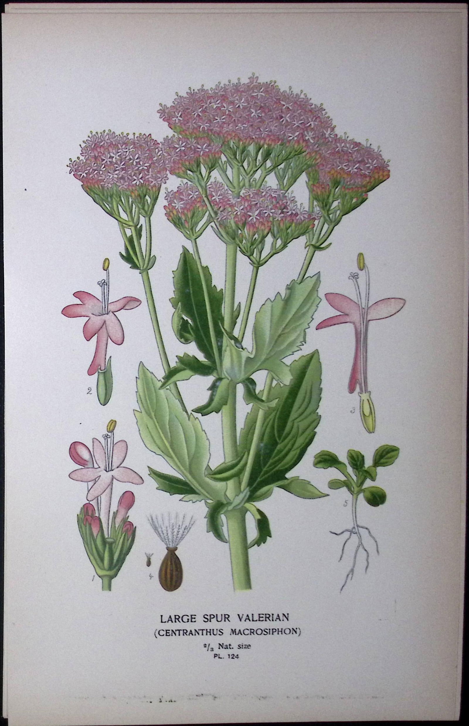 Large Spur Valerian Edward Step Rare Antique Botanical Book Plate-124: Title: Large Spur Valerian Edward Step Rare Antique Botanical Book Plate-124 Description: This Rare Beautiful Chromolithograph Was Removed from a Circa 1897 Antique Edition of.