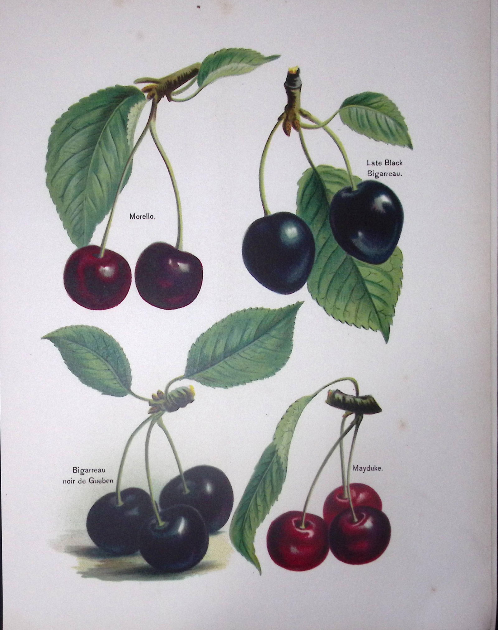 Oranges Blood Orange, Sustain, Tangerine, Antique Mary Rivers Fruit Illustration-9.: Title: Oranges Blood Orange, Sustain, Tangerine, Antique Mary Rivers Fruit Illustration-9. Description: This Chromolithographed Print Measure Approximately 10 X 8 (Inches