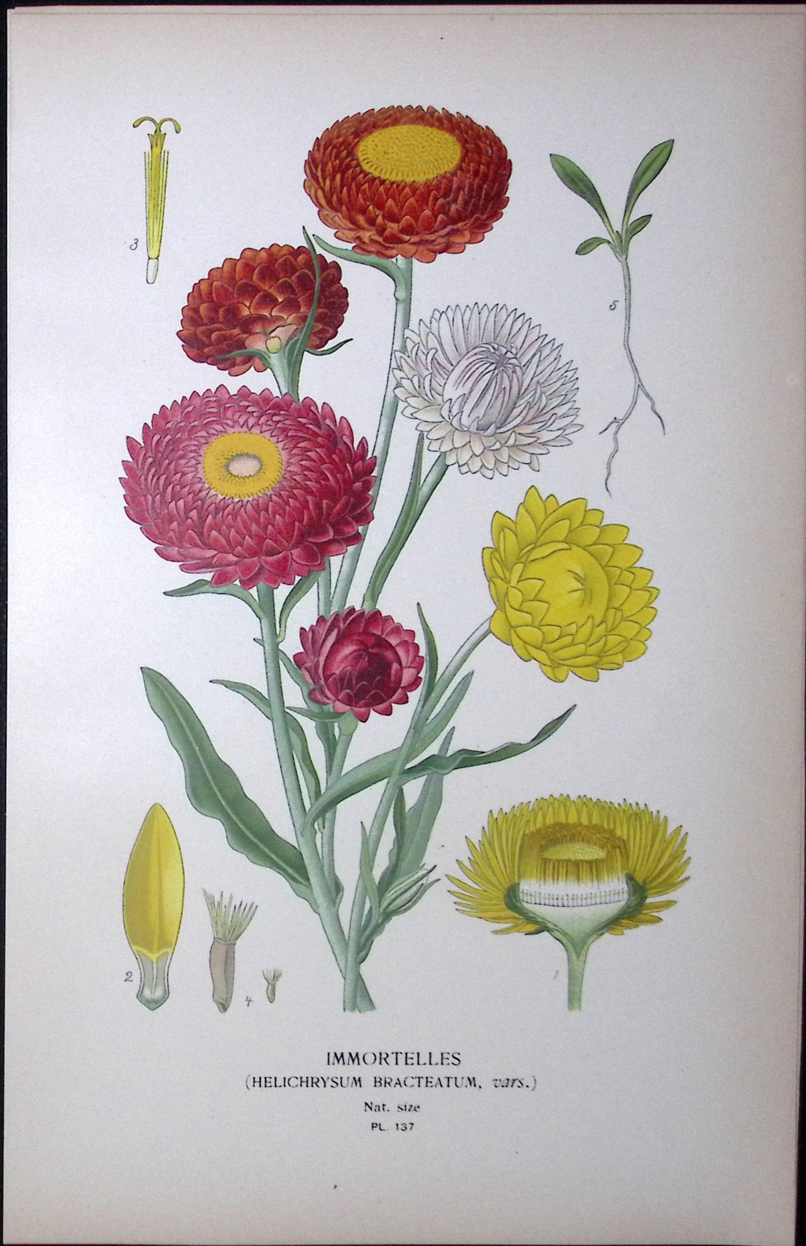 Immortelles Everlasting Edward Step Rare Antique Botanical Book Plate-137: Title: Immortelles Everlasting Edward Step Rare Antique Botanical Book Plate-137 Description: This Rare Beautiful Chromolithograph Was Removed from a Circa 1897 Antique Edition of.