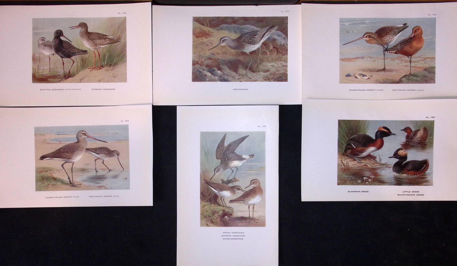 Job-Lot 12 Thorburn Bird Sandpipers, Shanks, Stint, Knot, Antique Prints 14. - 2