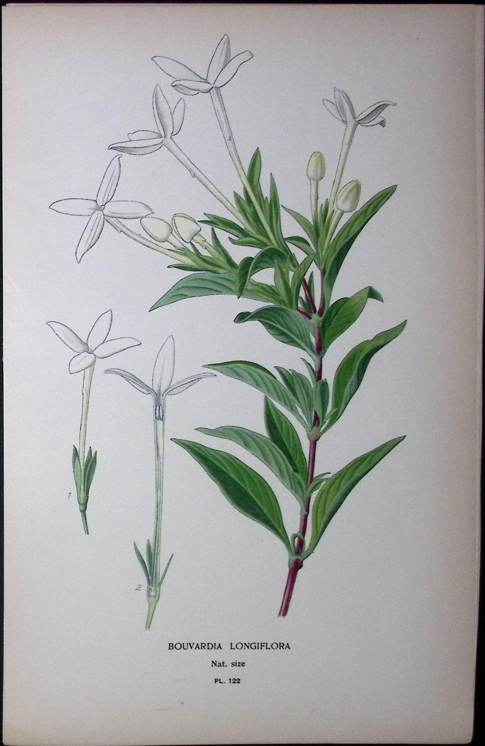 Scented Bouvardia, Edward Step Rare Antique Botanical Book Plate-122: Title: Scented Bouvardia, Edward Step Rare Antique Botanical Book Plate-122 Description: This Rare Beautiful Chromolithograph Was Removed from a Circa 1897 Antique Edition of.