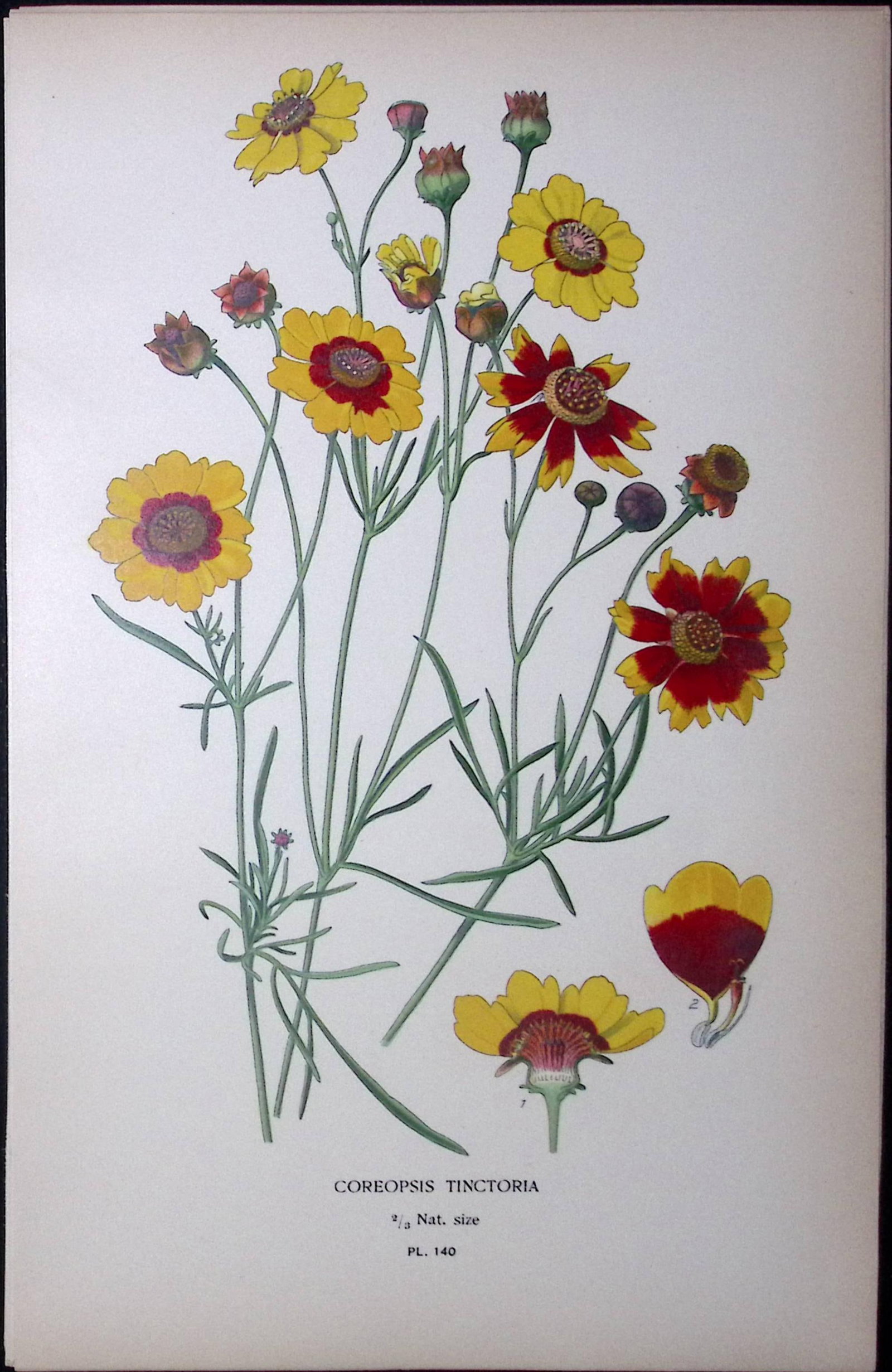 Golden Tickseed Flower Edward Step Rare Antique Botanical Book Plate-140: Title: Golden Tickseed Flower Edward Step Rare Antique Botanical Book Plate-140 Description: This Rare Beautiful Chromolithograph Was Removed from a Circa 1897 Antique Edition of.