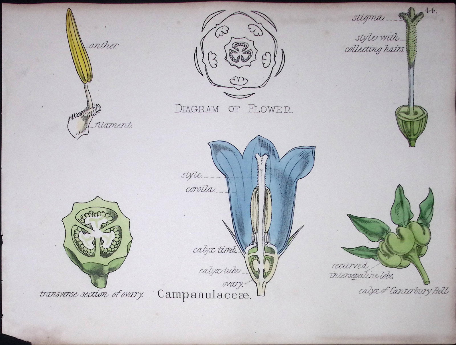 Bellflower Botanical Flower Diagram Rare Antique First Edition Illustration-44: Title: Bellflower Botanical Flower Diagram Rare Antique First Edition Illustration-44 Description: 150 Years-Old First Edition Hand-Coloured First Edition illustration by W. H.