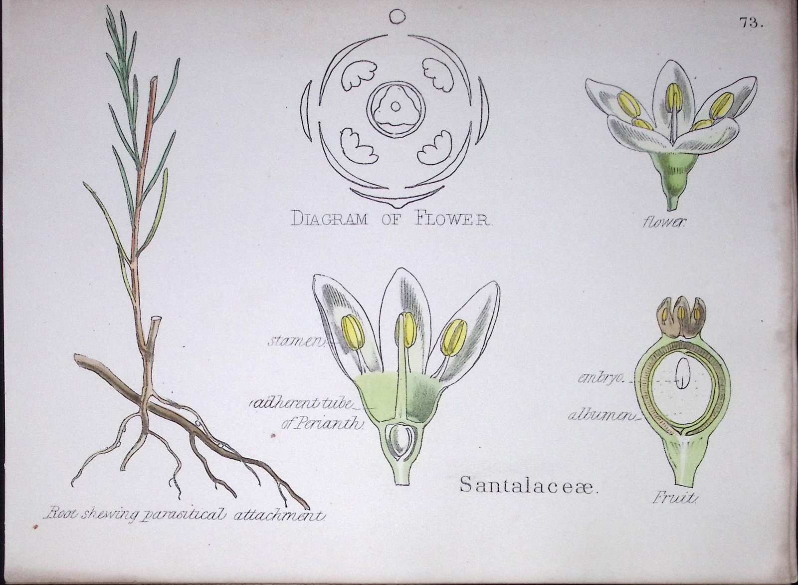 Santalaceae Botanical Flower Diagram Rare Antique First Edition Illustration-73: Title: Santalaceae Botanical Flower Diagram Rare Antique First Edition Illustration-73 Description: 150 Years-Old First Edition Hand-Coloured First Edition illustration by W. H