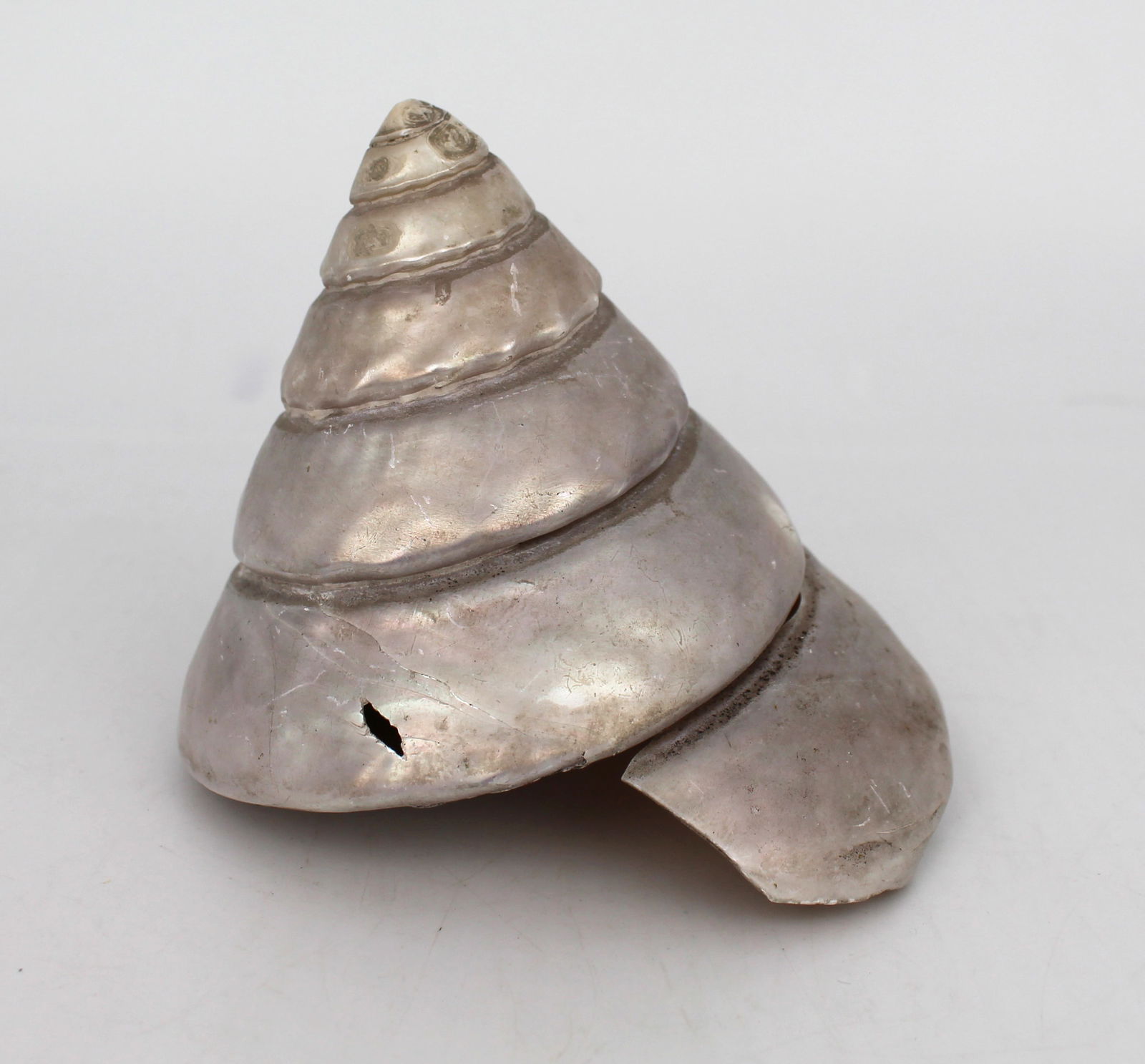 Set of 3 Vintage Mother of Pearl Conch Shells - 10