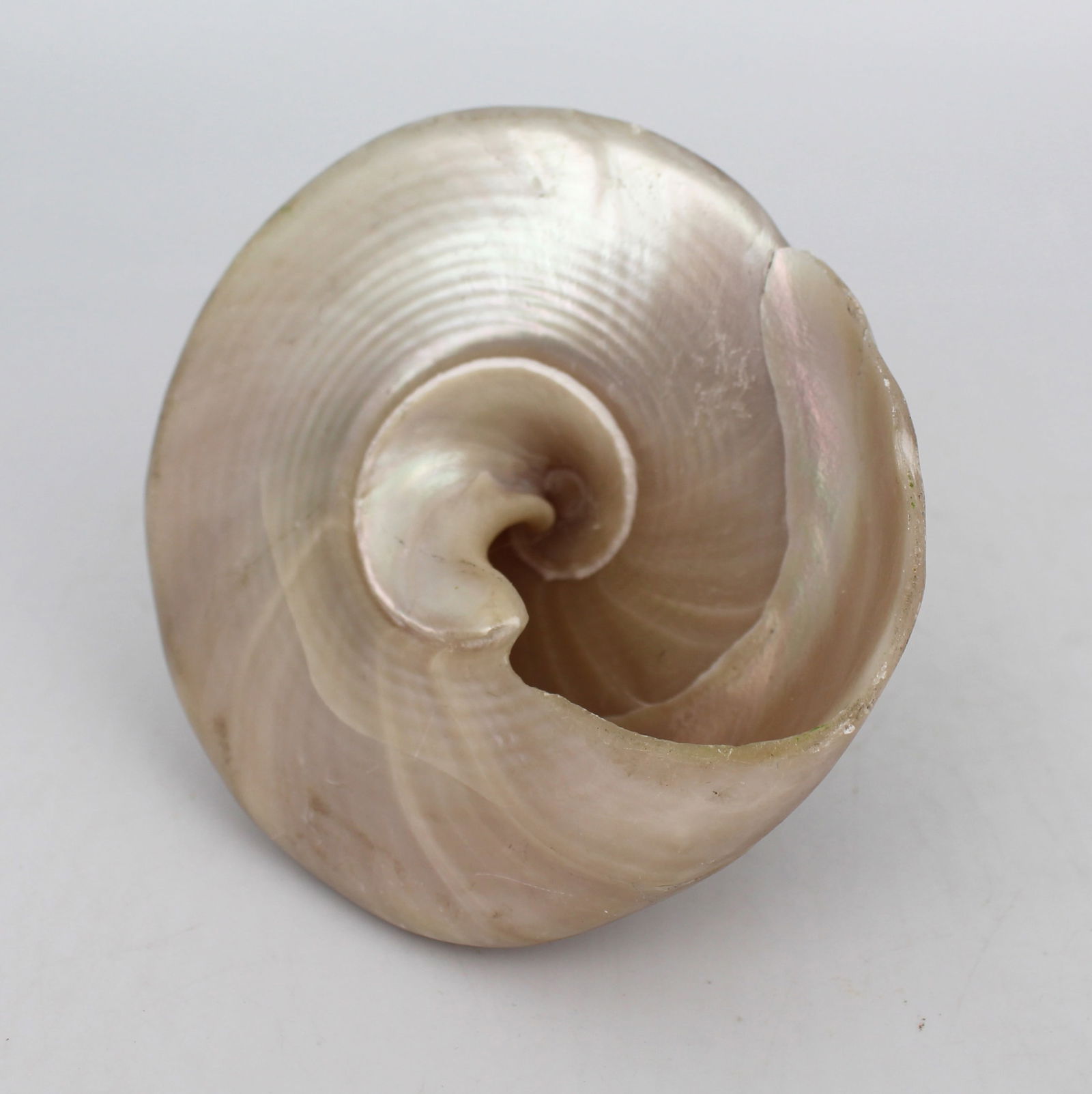 Set of 3 Vintage Mother of Pearl Conch Shells - 7