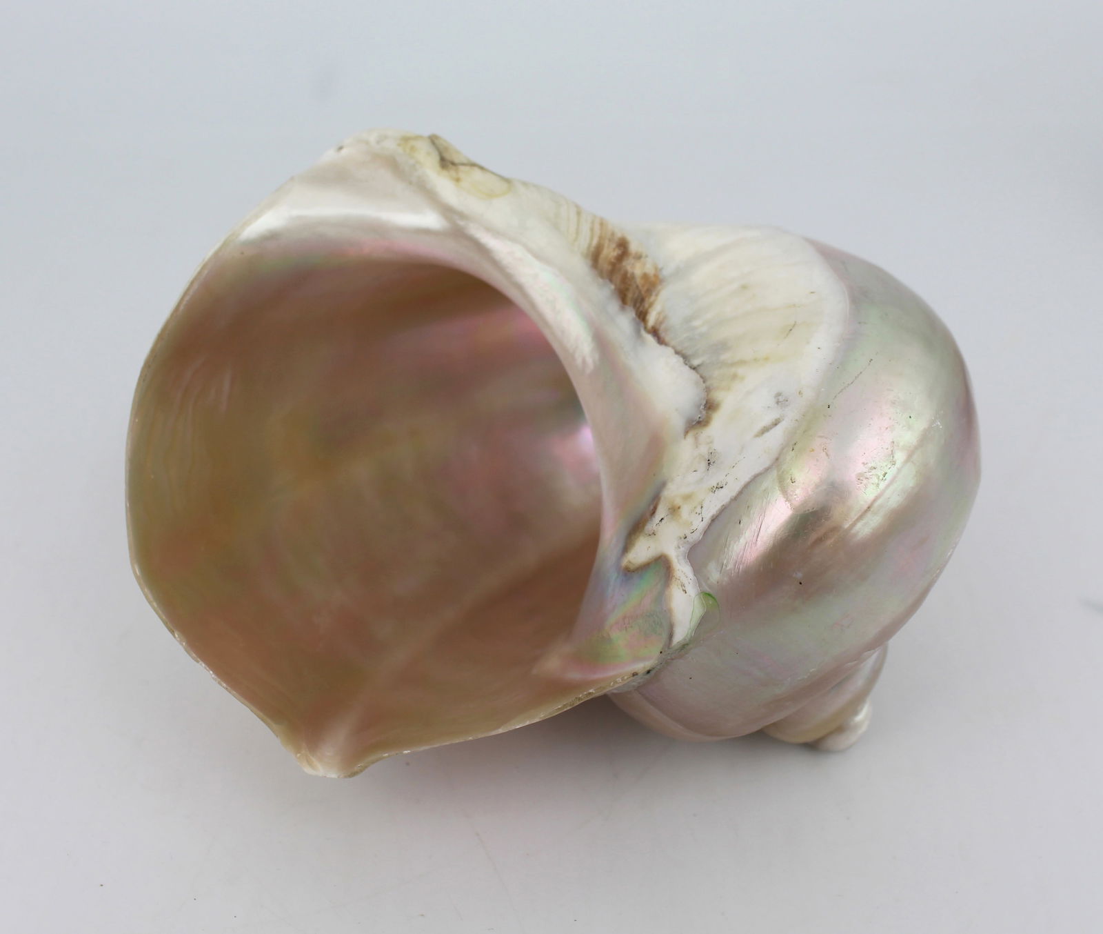 Set of 3 Vintage Mother of Pearl Conch Shells - 9