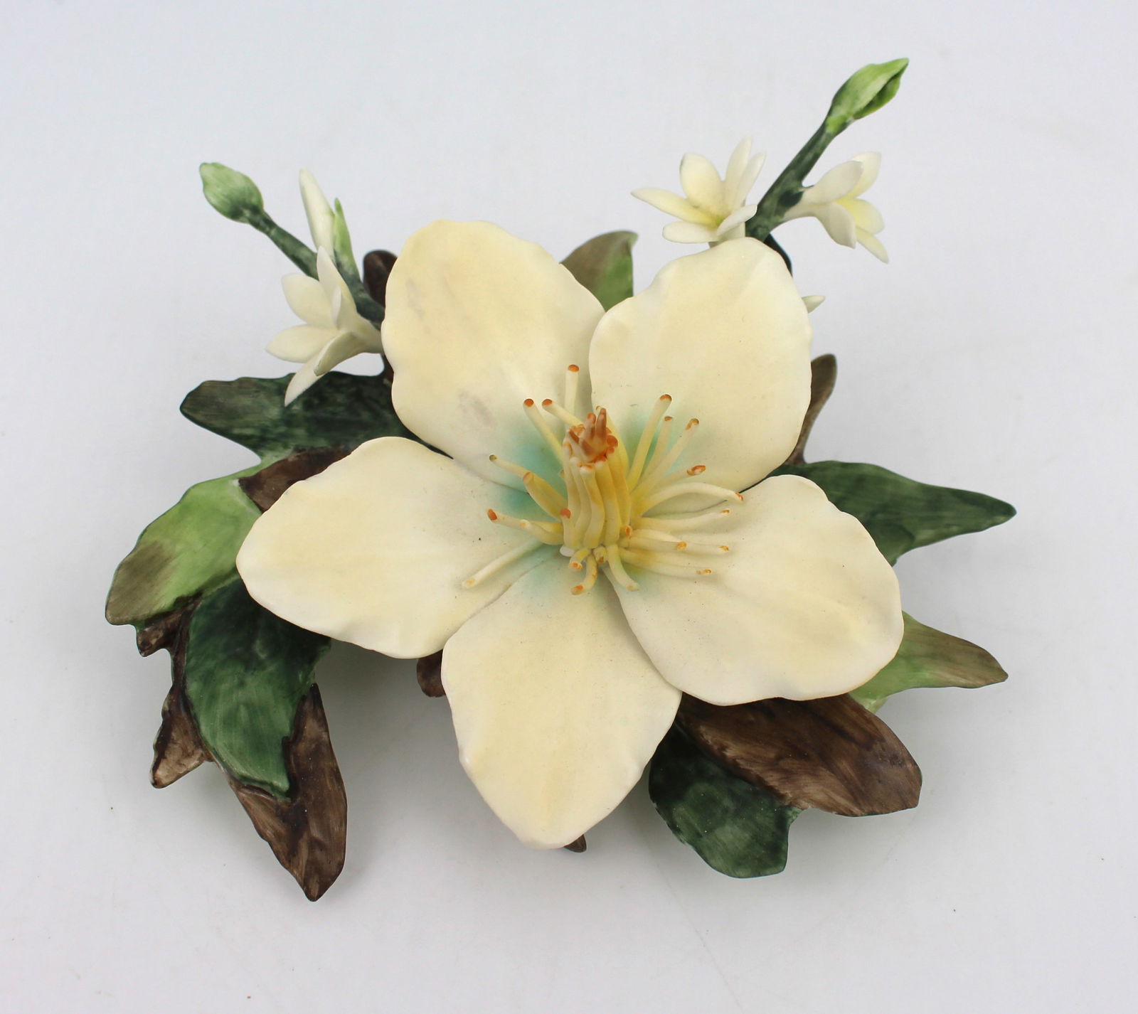 Royal Worcester Flower Hibiscus & Edelweiss: Title: Royal Worcester Flower Hibiscus & Edelweiss Description: Royal Worcester Flower Hibiscus & Edelweiss Fine and delicate vintage Royal Worcester porcelain flower study. Black