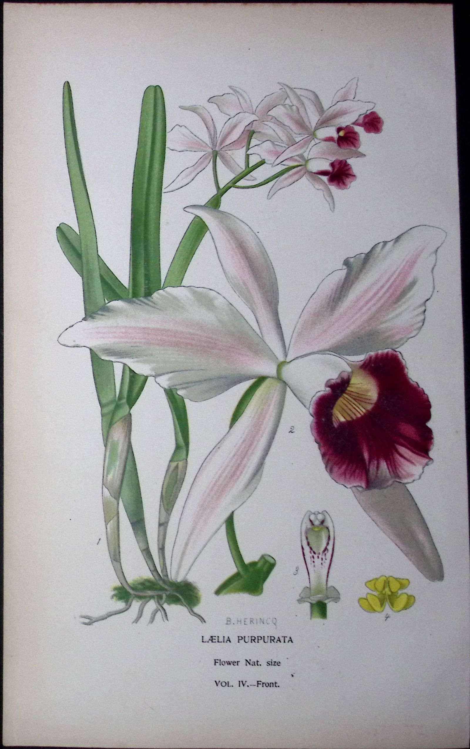 Purple-Stained Laelia Plant Edward Step Rare Antique Botanical Book Plate-235a: Title: Purple-Stained Laelia Plant Edward Step Rare Antique Botanical Book Plate-235a Description: This Rare Beautiful Chromolithograph Was Removed from a Circa 1897 Antique Edition