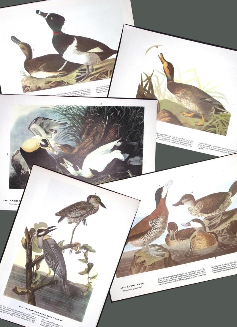 Job-Lot John James Audubon Birds of America 72-Year-Old Coloured Book Plates-1 (1 of 6)