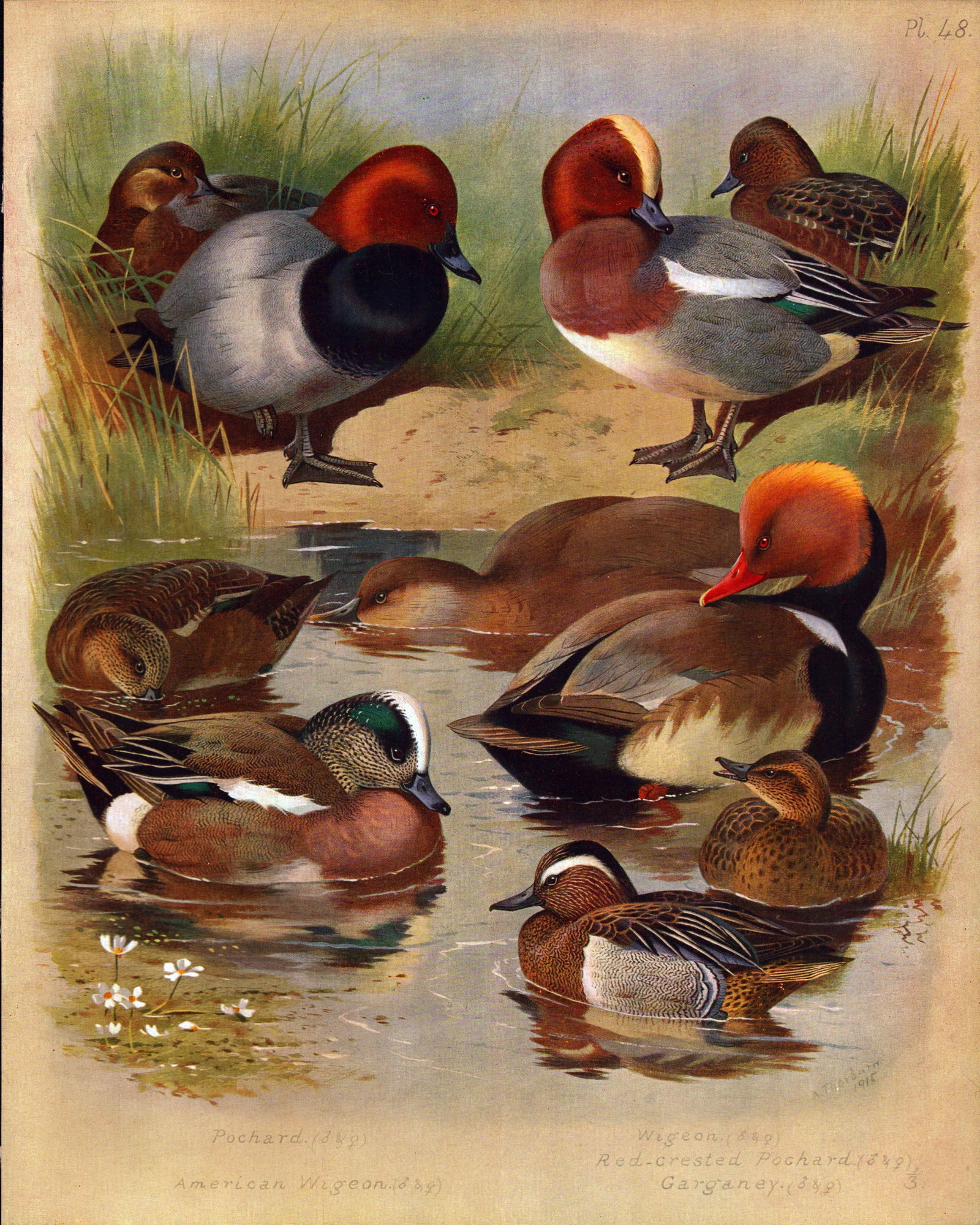 Thorburn Antique Scarce Large Bird Print Wigeon, Pochard, Garganev.-48. (1 of 2)