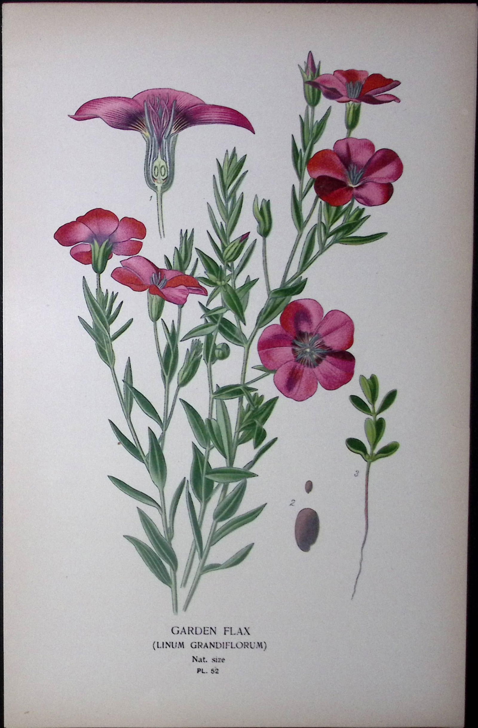 Garden Flax Edward Step Rare Antique Botanical Book Plate-52: Title: Garden Flax Edward Step Rare Antique Botanical Book Plate-52 Description: This Rare Beautiful Chromolithograph Was Removed from a Circa 1897 Antique Edition of. <