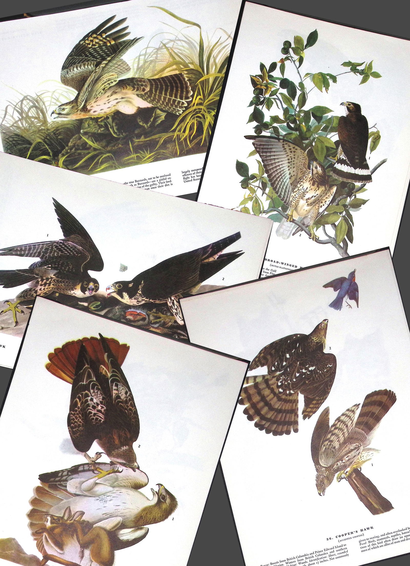 Job-Lot John James Audubon Birds of America 72-Year-Old Coloured Book Plates-22 (1 of 6)