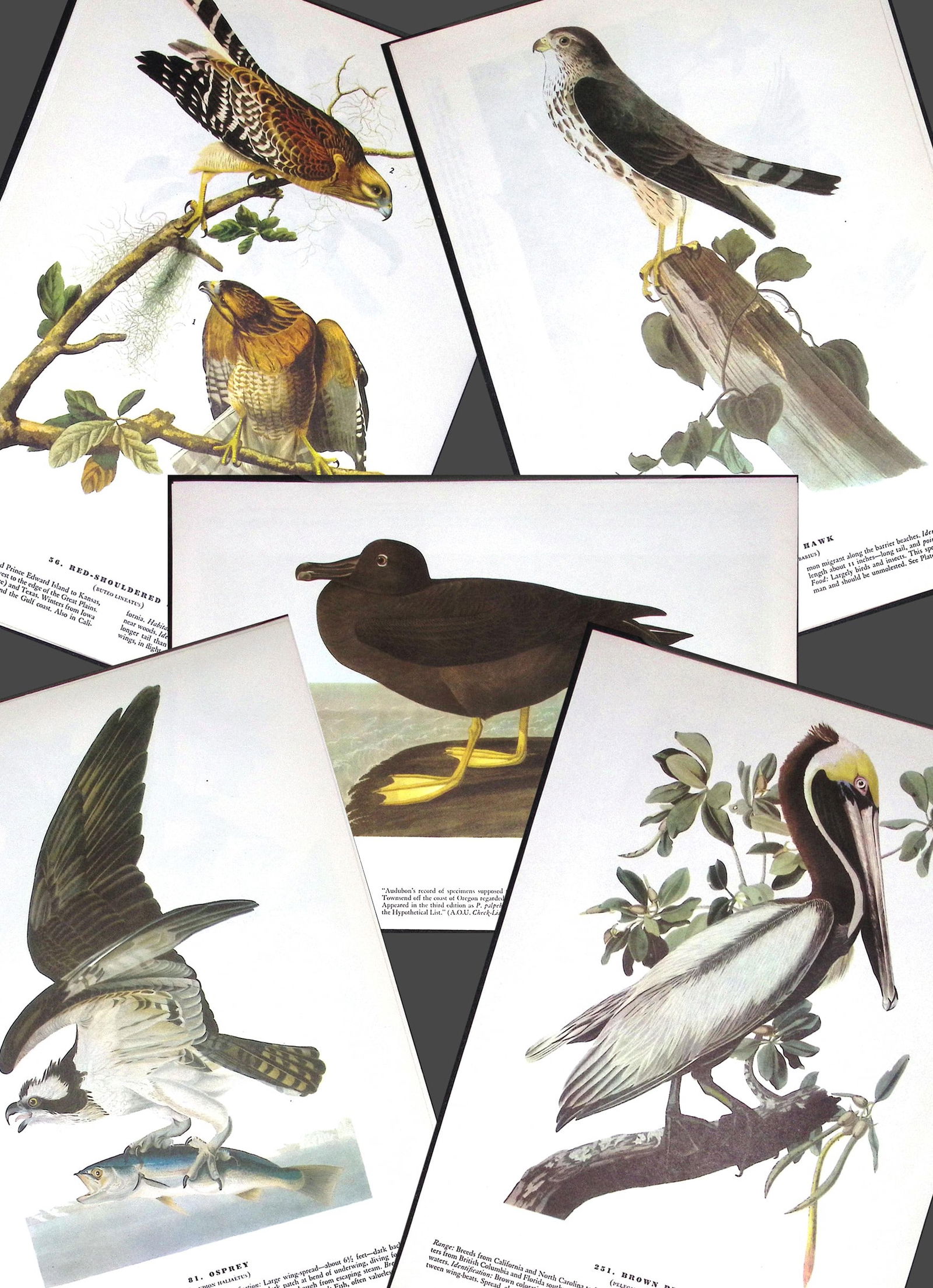 Job-Lot John James Audubon Birds of America 72-Year-Old Coloured Book Plates-21 (1 of 6)