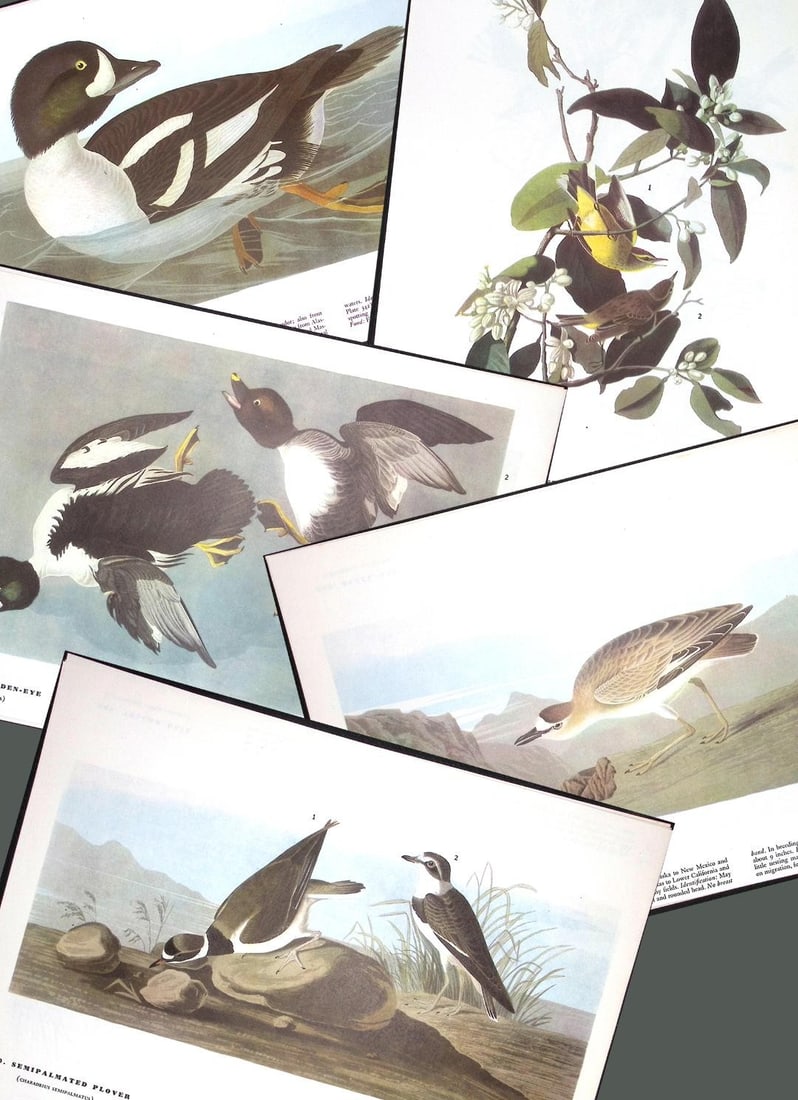 Job-Lot John James Audubon Birds of America 72-Year-Old Coloured Book Plates-5 (1 of 6)