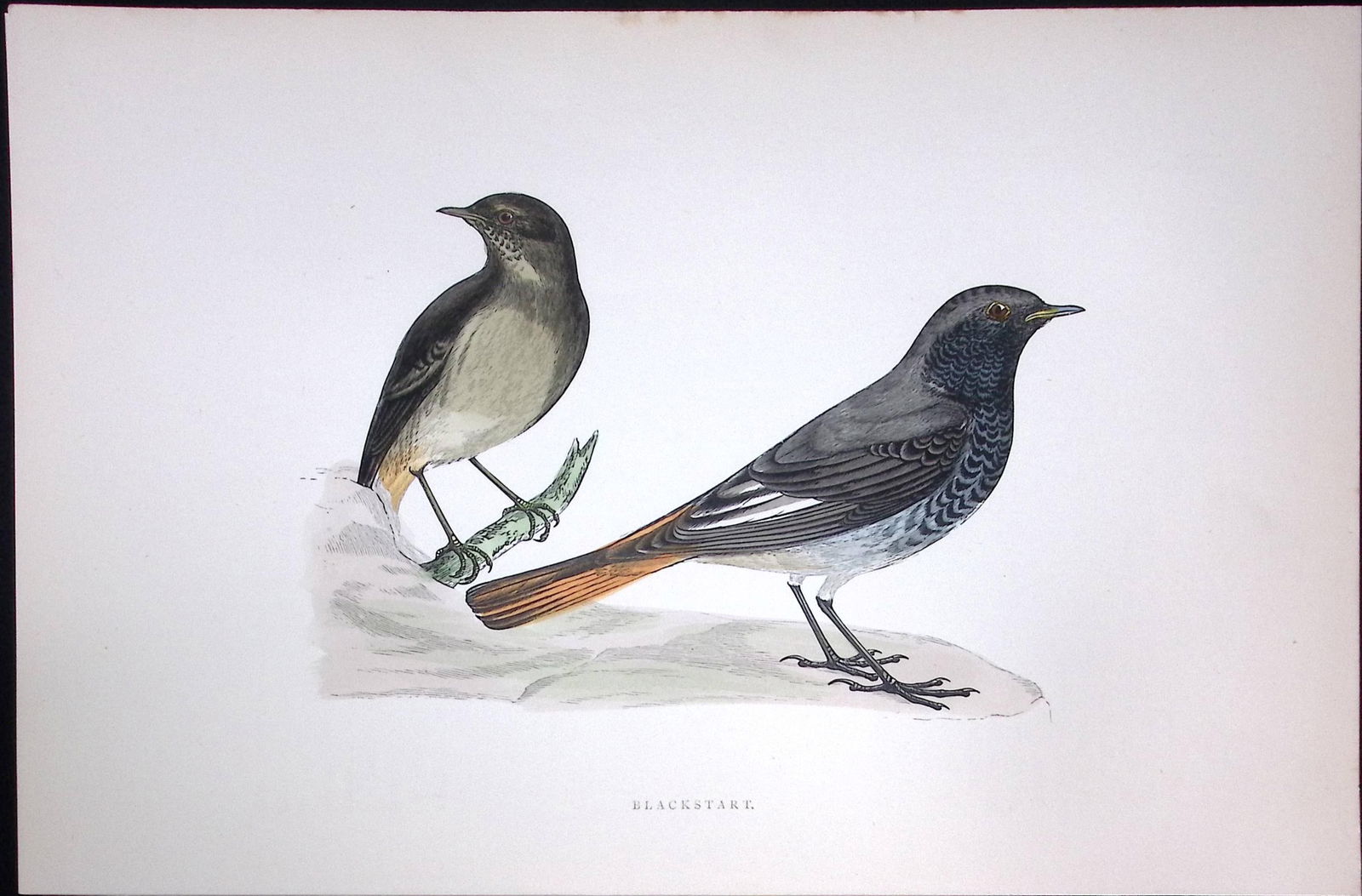 Blackstart Rev Morris Antique History of British Birds 130 Years-Old Engraving-101 (1 of 1)