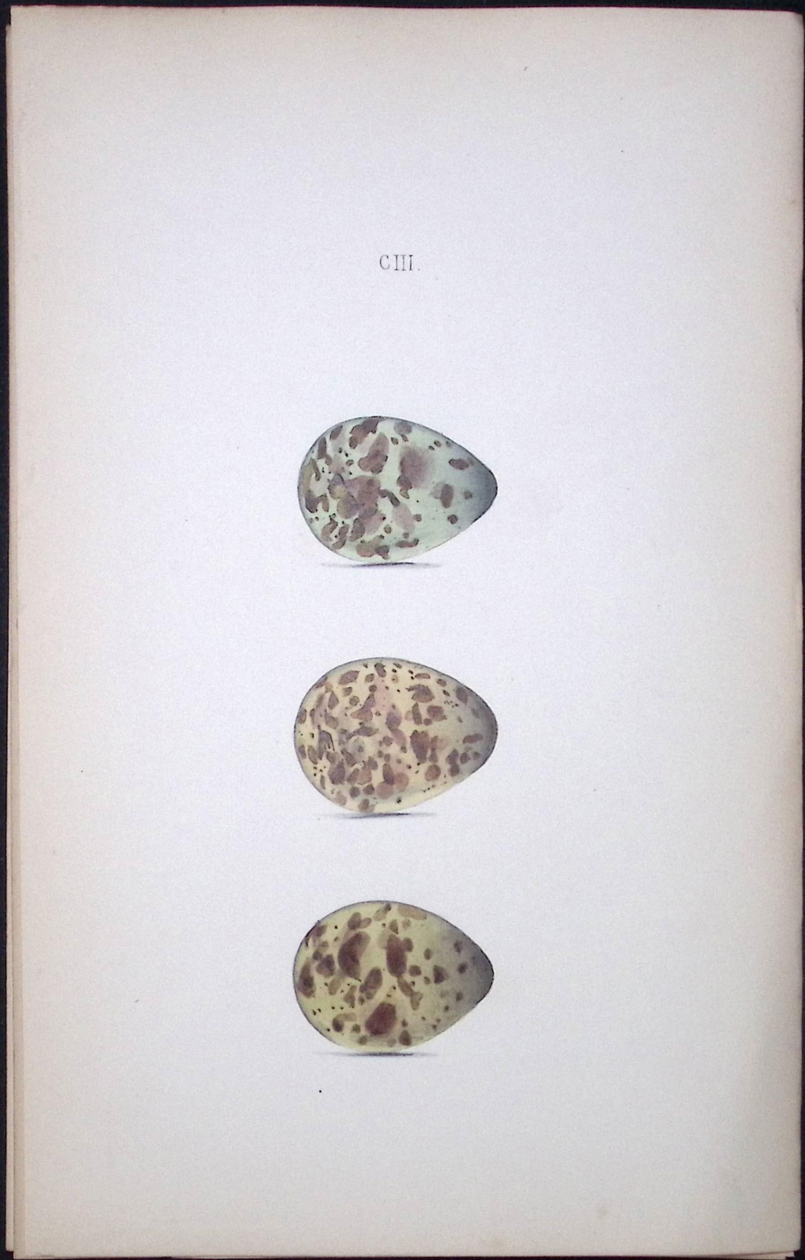 Purple Sandpiper -William Hewitson Antique Nests & Eggs of British Birds Print-92: Title: Purple Sandpiper -William Hewitson Antique Nests & Eggs of British Birds Print-92 Description: This Antique Print Was Removed From a 170 Years-Old Edition William Hewitson. Coloured