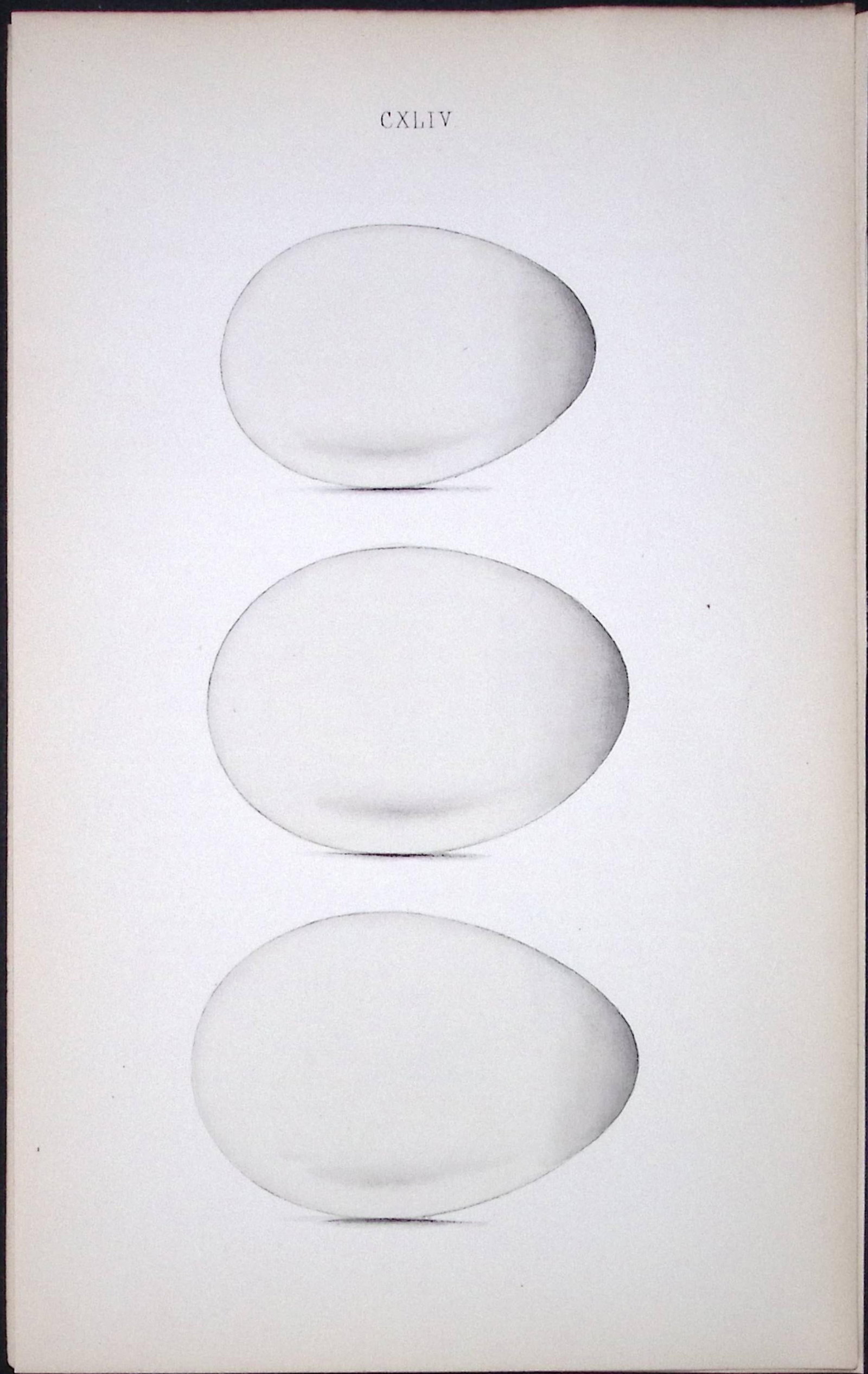 Shearwater & Manx Petrel -William Hewitson Antique Nests & Eggs of British Birds Print-96 (1 of 1)