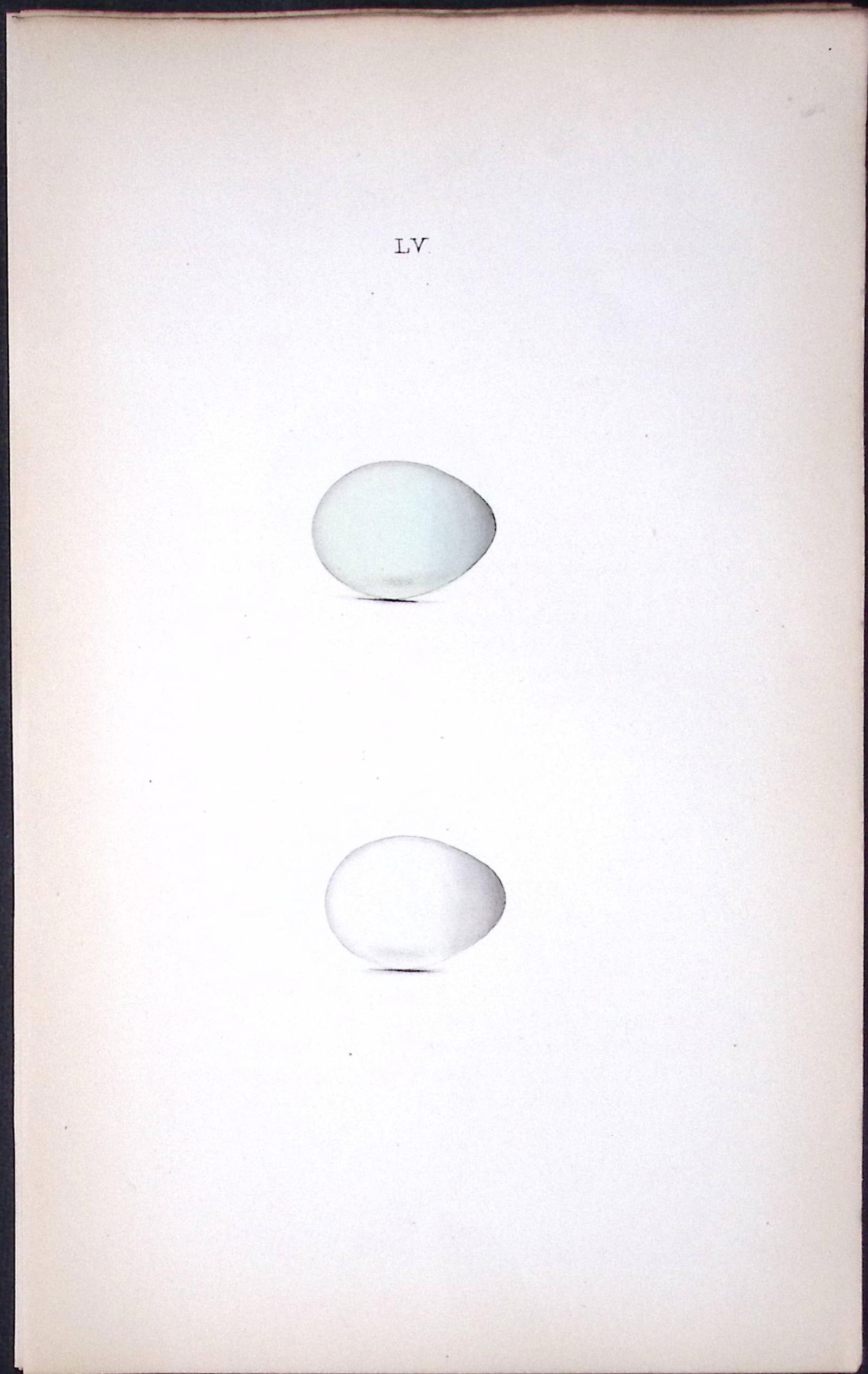 Starling William Hewitson Antique Nests & Eggs of British Birds Print-57: Title: Starling William Hewitson Antique Nests & Eggs of British Birds Print-57 Description: This Antique Print Was Removed From a 170 Years-Old Edition William Hewitson.