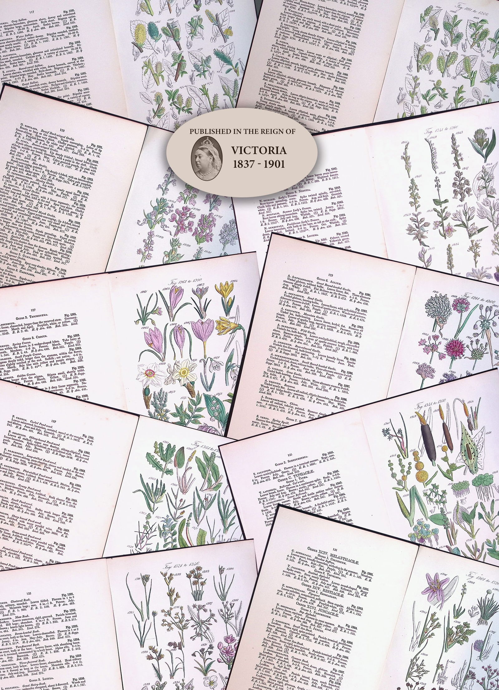 Job-Lot British Wild-Flowers John Sowerby Antique Engraved Prints With Hand Colouring-4: Title: Job-Lot British Wild-Flowers John Sowerby Antique Engraved Prints With Hand Colouring-4 Description: Job-Lot British Wild-Flowers John Sowerby Antique Engraved Prints W