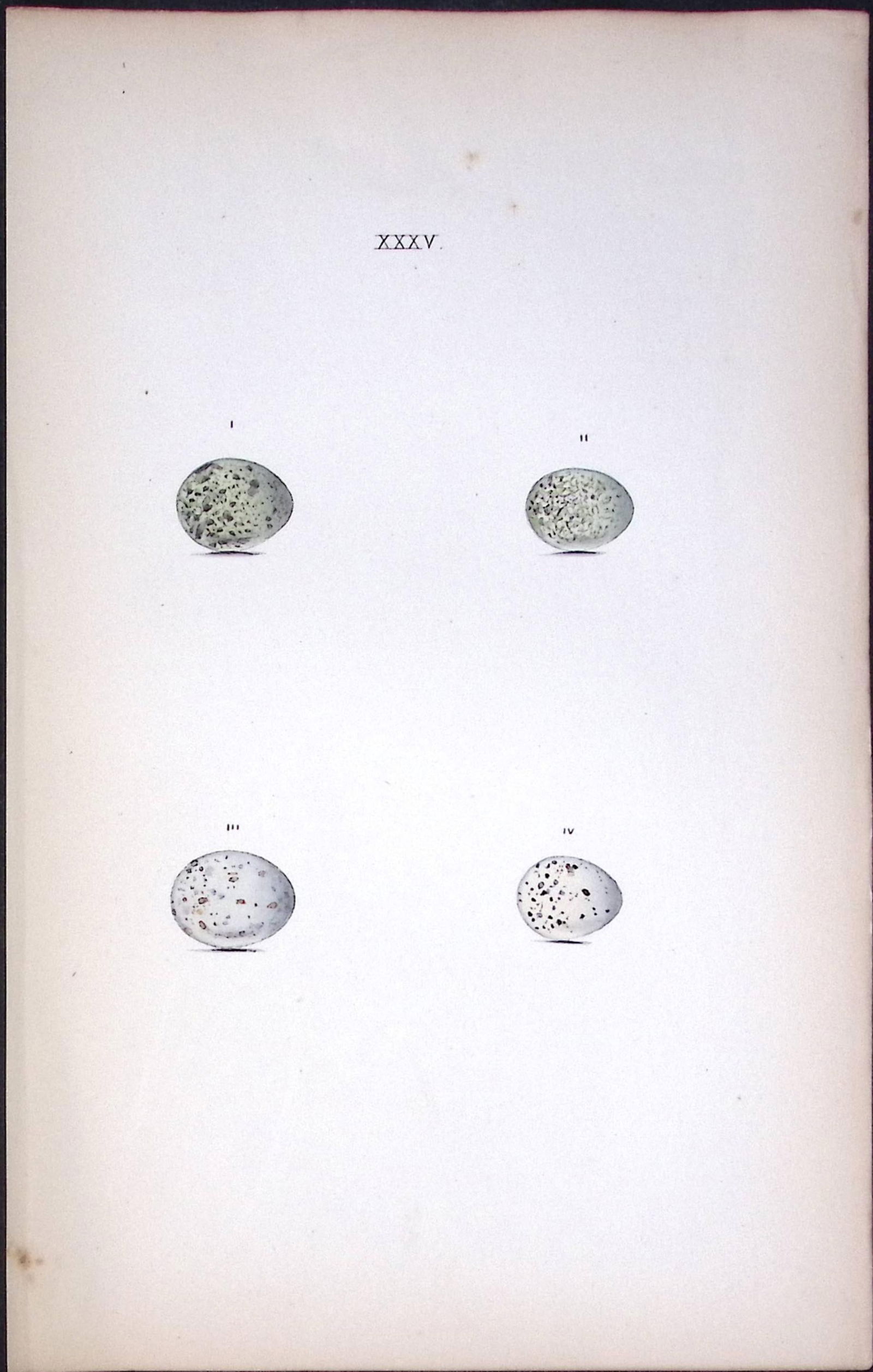 Whitethroat- William Hewitson Antique Nests & Eggs of British Birds Print-21: Title: Whitethroat- William Hewitson Antique Nests & Eggs of British Birds Print-21 Description: This Antique Print Was Removed From a 170 Years-Old Edition William Hewitson.