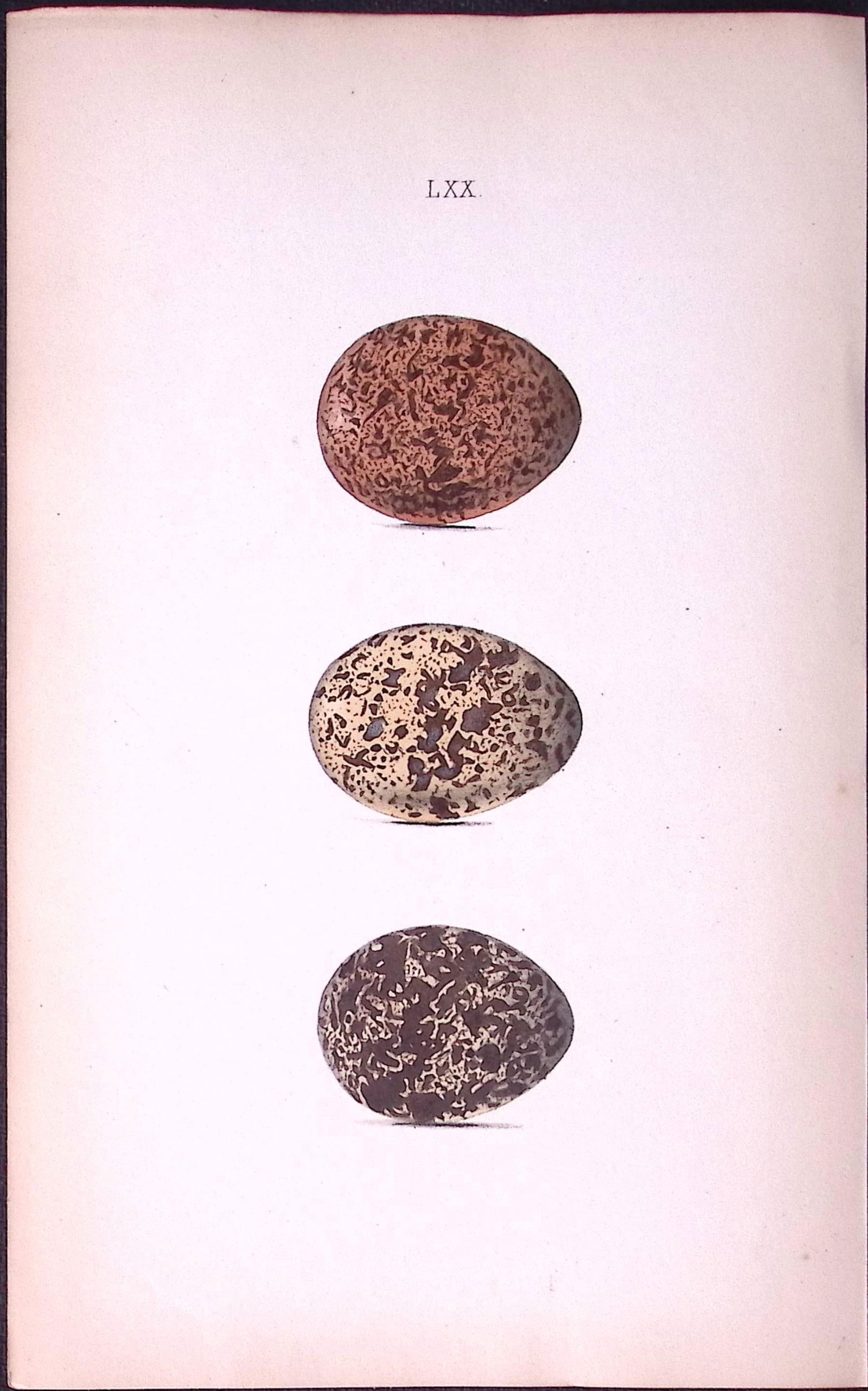 Red Grouse -William Hewitson Antique Nests & Eggs of British Birds Print-47: Title: Red Grouse -William Hewitson Antique Nests & Eggs of British Birds Print-47 Description: This Antique Print Was Removed From a 170 Years-Old Edition William Hewitson. Coloured