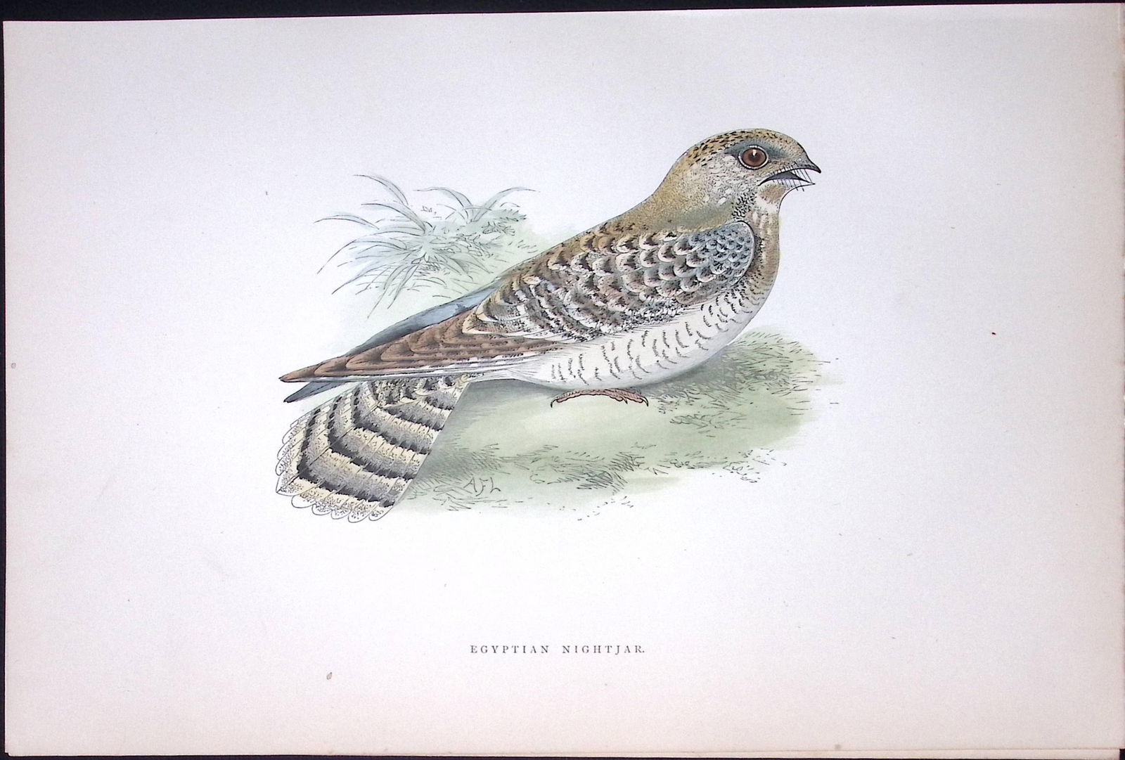 Egyptian Nightjar Rev Morris Antique History of British Birds 130 Years-Old Engraving-157: Title: Egyptian Nightjar Rev Morris Antique History of British Birds 130 Years-Old Engraving-157 Description: This Chromolithographic Engraved Plate Has Been Removed from an Antique Edition of. 