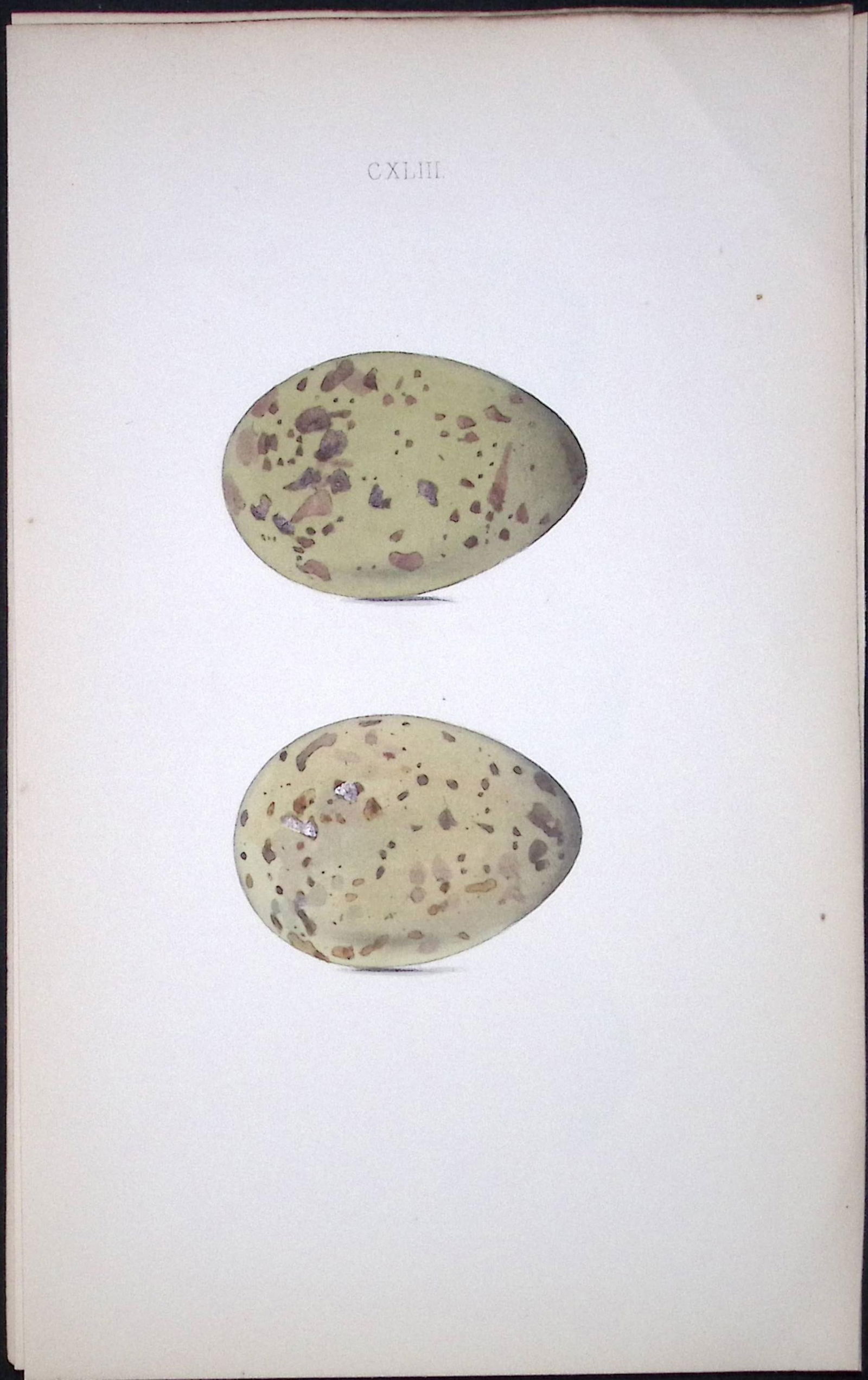 Buffon’s Skua-William Hewitson Antique Nests & Eggs of British Birds Print-97: Title: Buffon’s Skua-William Hewitson Antique Nests & Eggs of British Birds Print-97 Description: This Antique Print Was Removed From a 170 Years-Old Edition William Hewits