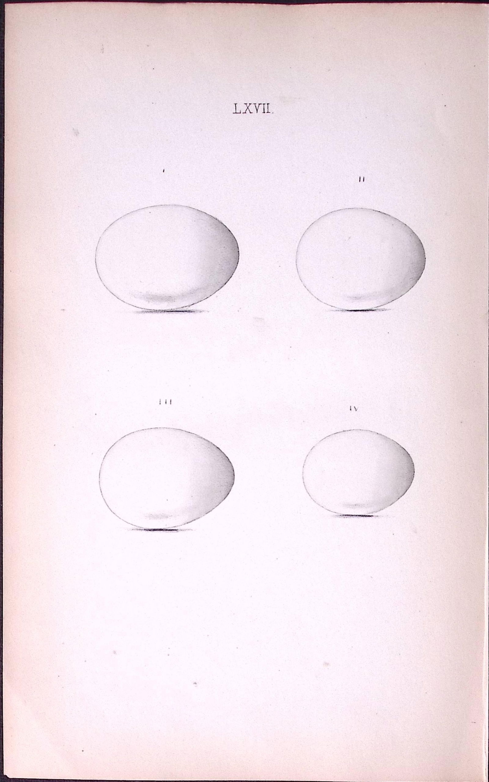 Ring, Stock, Dove-William Hewitson Antique Nests & Eggs of British Birds Print-50: Title: Ring, Stock, Dove-William Hewitson Antique Nests & Eggs of British Birds Print-50 Description: This Antique Print Was Removed From a 170 Years-Old Edition William Hewitson. Coloured