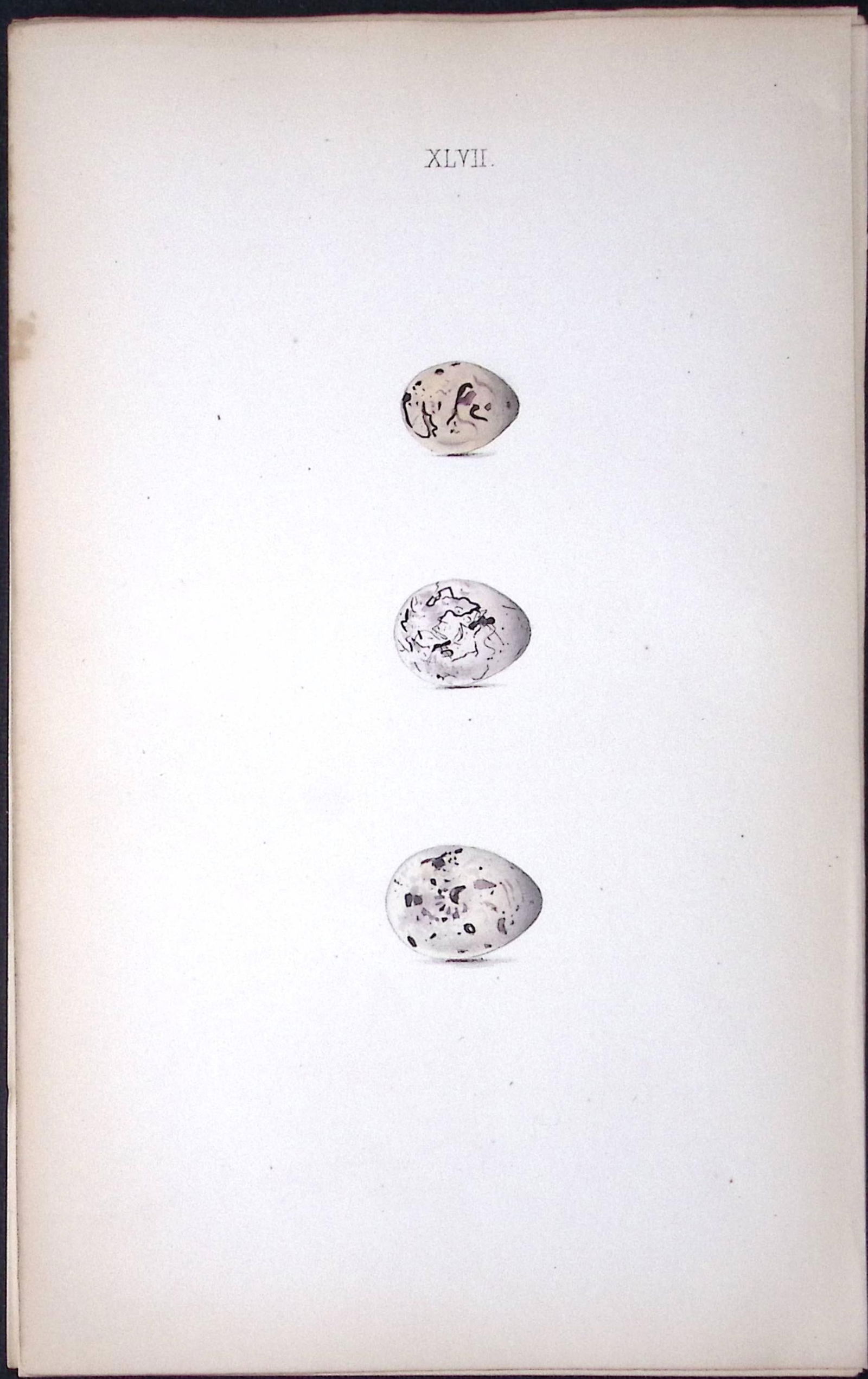 Black Headed Bunting William Hewitson Antique Nests & Eggs of British Birds Print-67: Title: Black Headed Bunting William Hewitson Antique Nests & Eggs of British Birds Print-67 Description: This Antique Print Was Removed From a 170 Years-Old Edition William Hewit