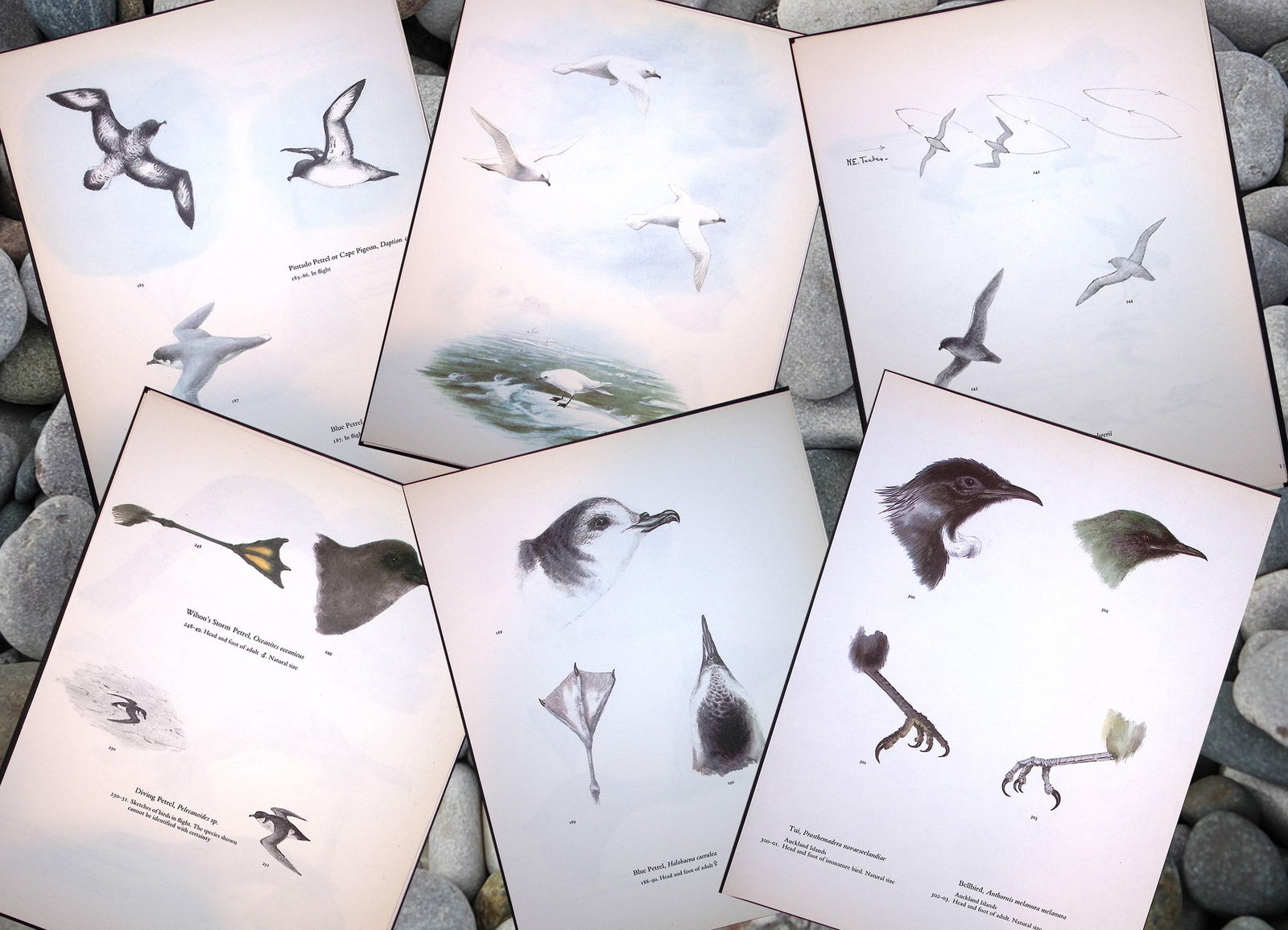 Job-Lot Wilson's Birds of the Antarctic Vintage Coloured Illustrations-6 (1 of 7)