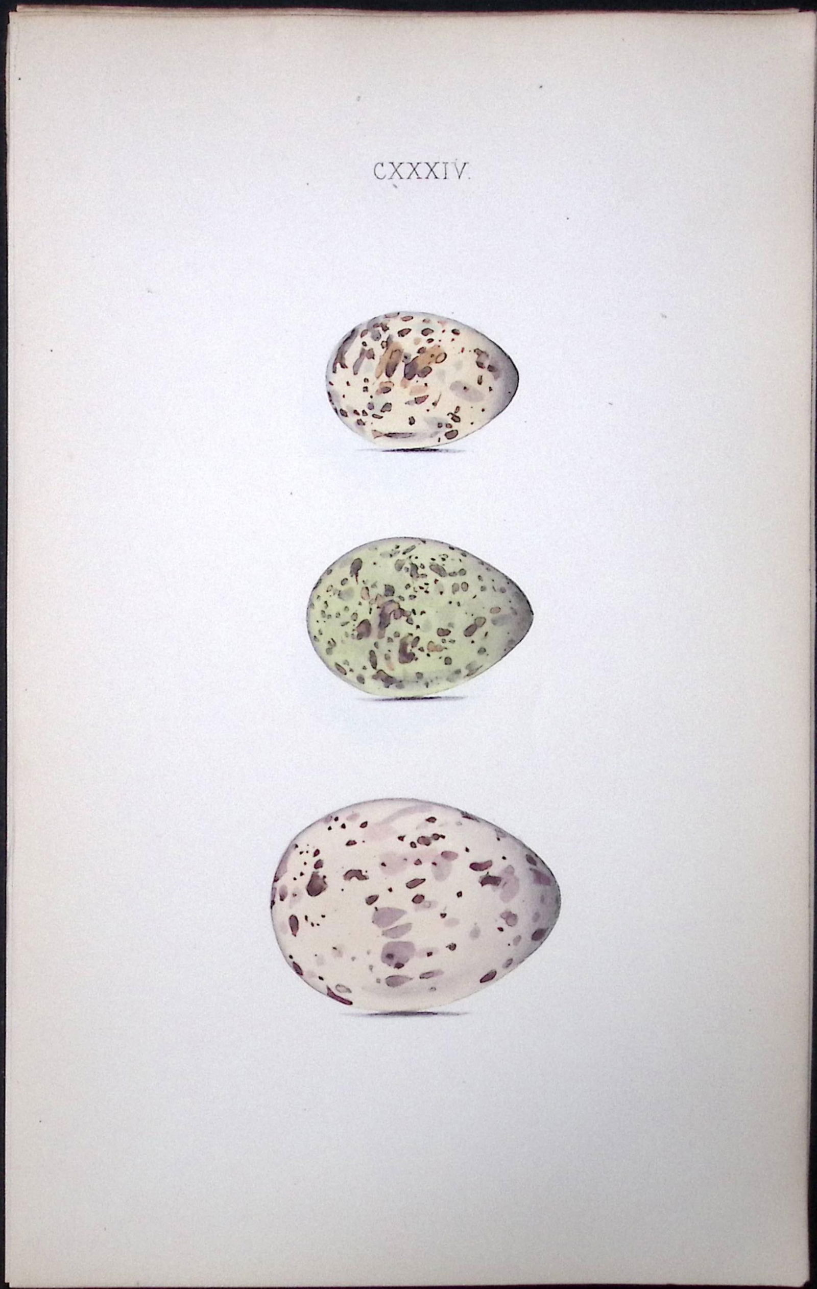 Noddy & Lesser Turn Hewitson Antique Nests & Eggs of British Birds Print-106: Title: Noddy & Lesser Turn Hewitson Antique Nests & Eggs of British Birds Print-106 Description: This Antique Print Was Removed From a 170 Years-Old Edition William Hewitson. Coloured